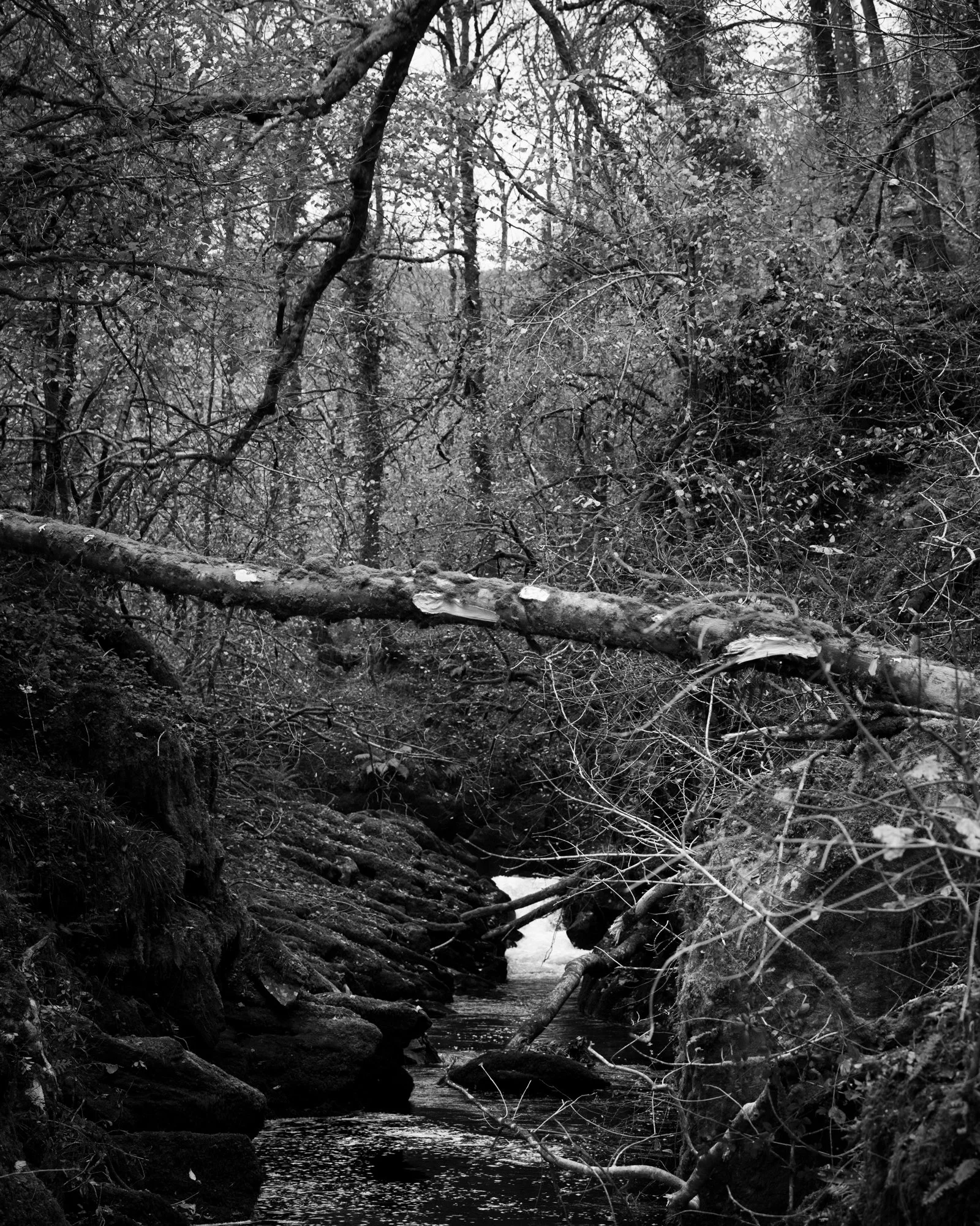 DSC_6863.jpg