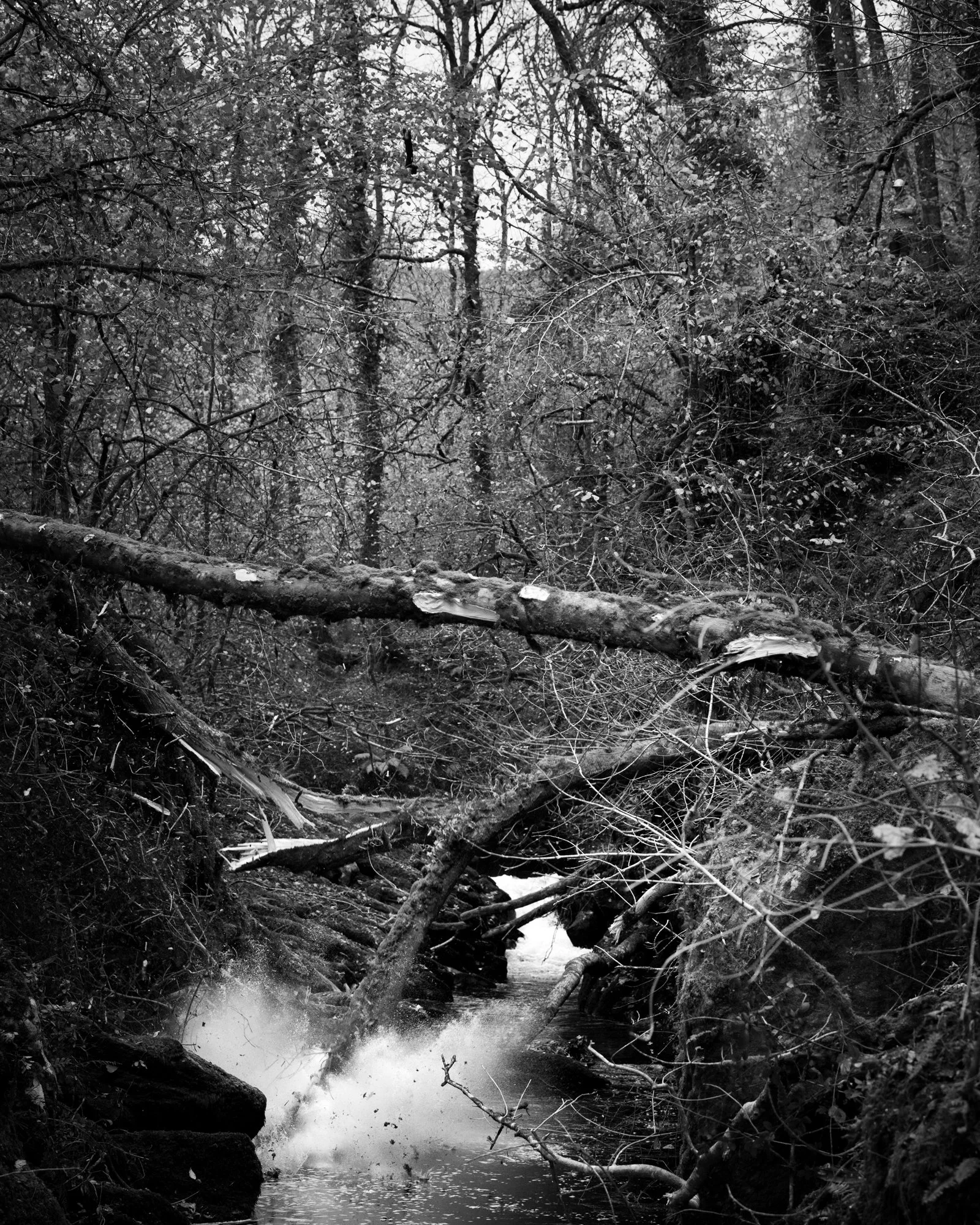 DSC_6865.jpg