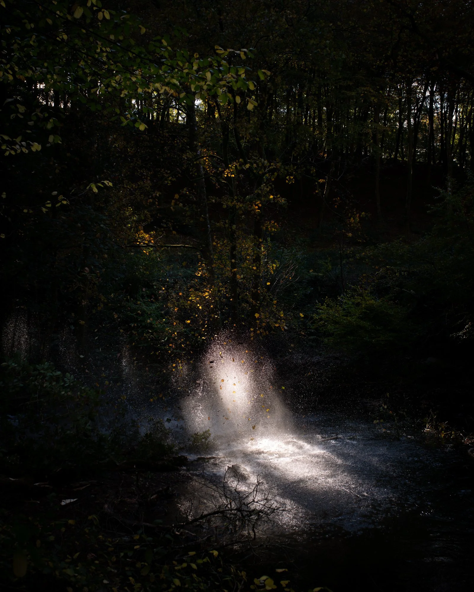 DSC_7324-Enhanced-NR.jpg