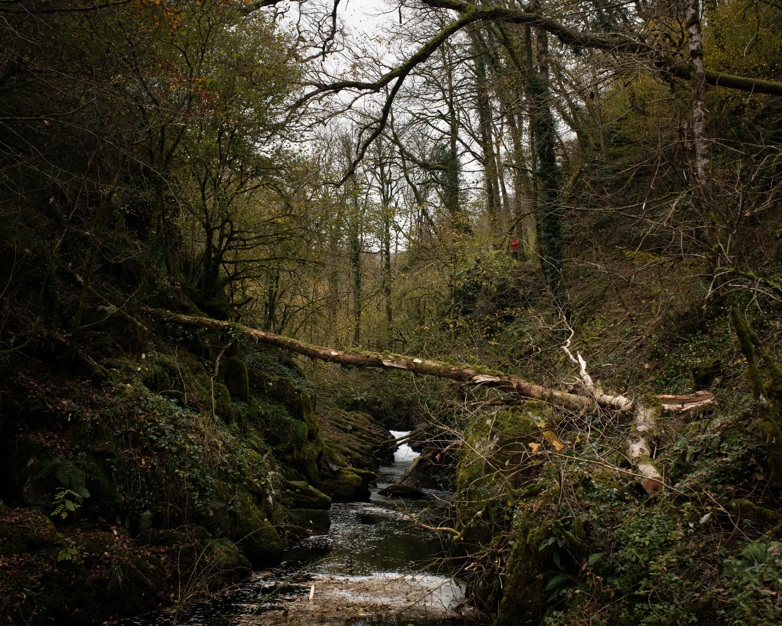 DSC_7983-Enhanced-NR.jpg