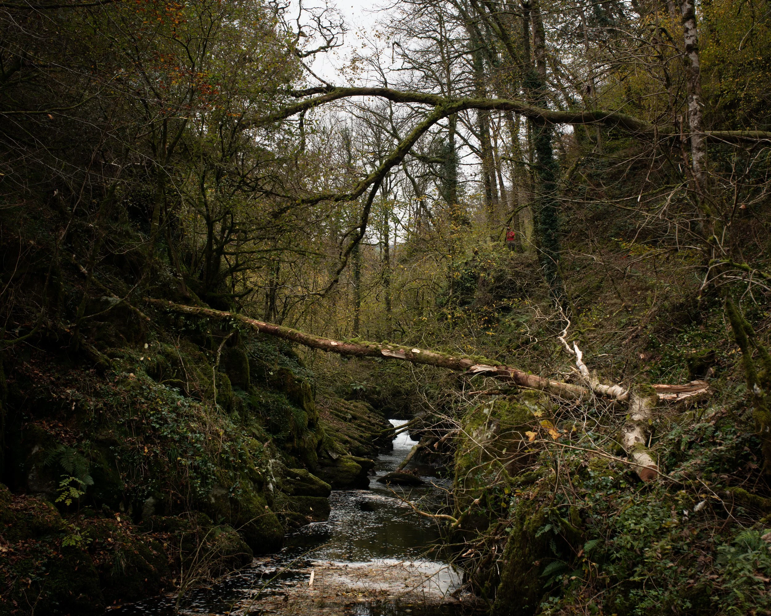 DSC_7984-Enhanced-NR.jpg