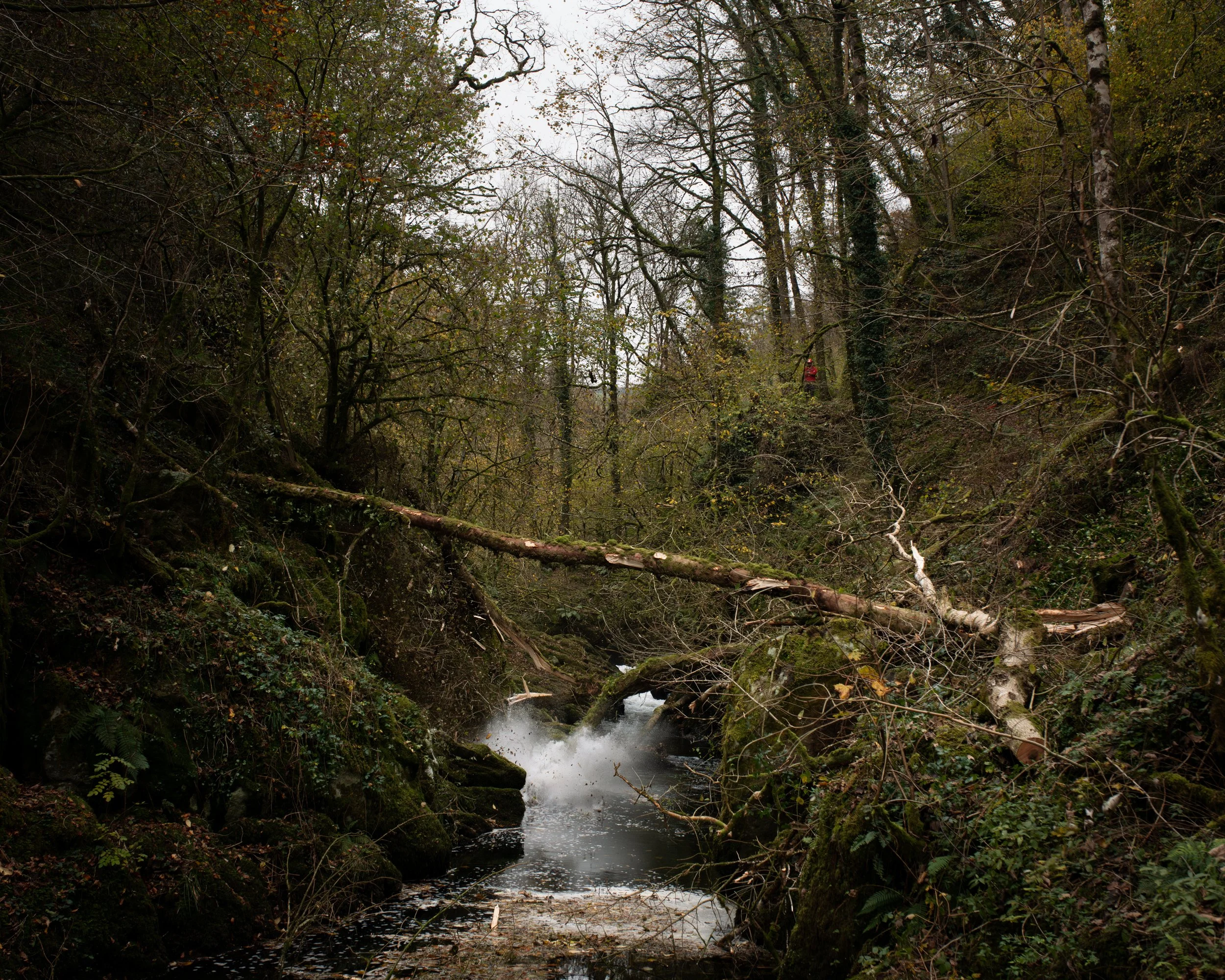 DSC_7987-Enhanced-NR.jpg