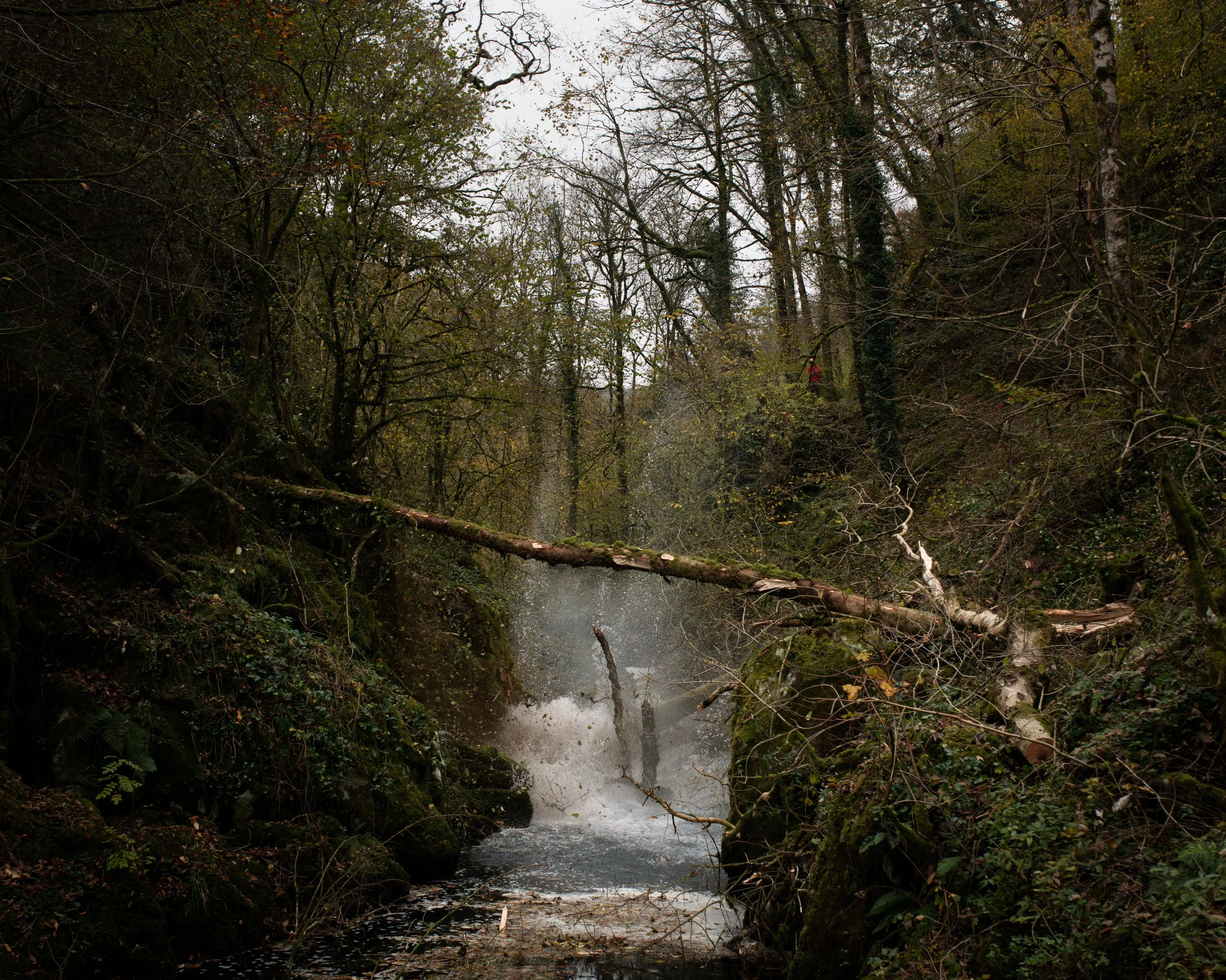DSC_7993-Enhanced-NR.jpg