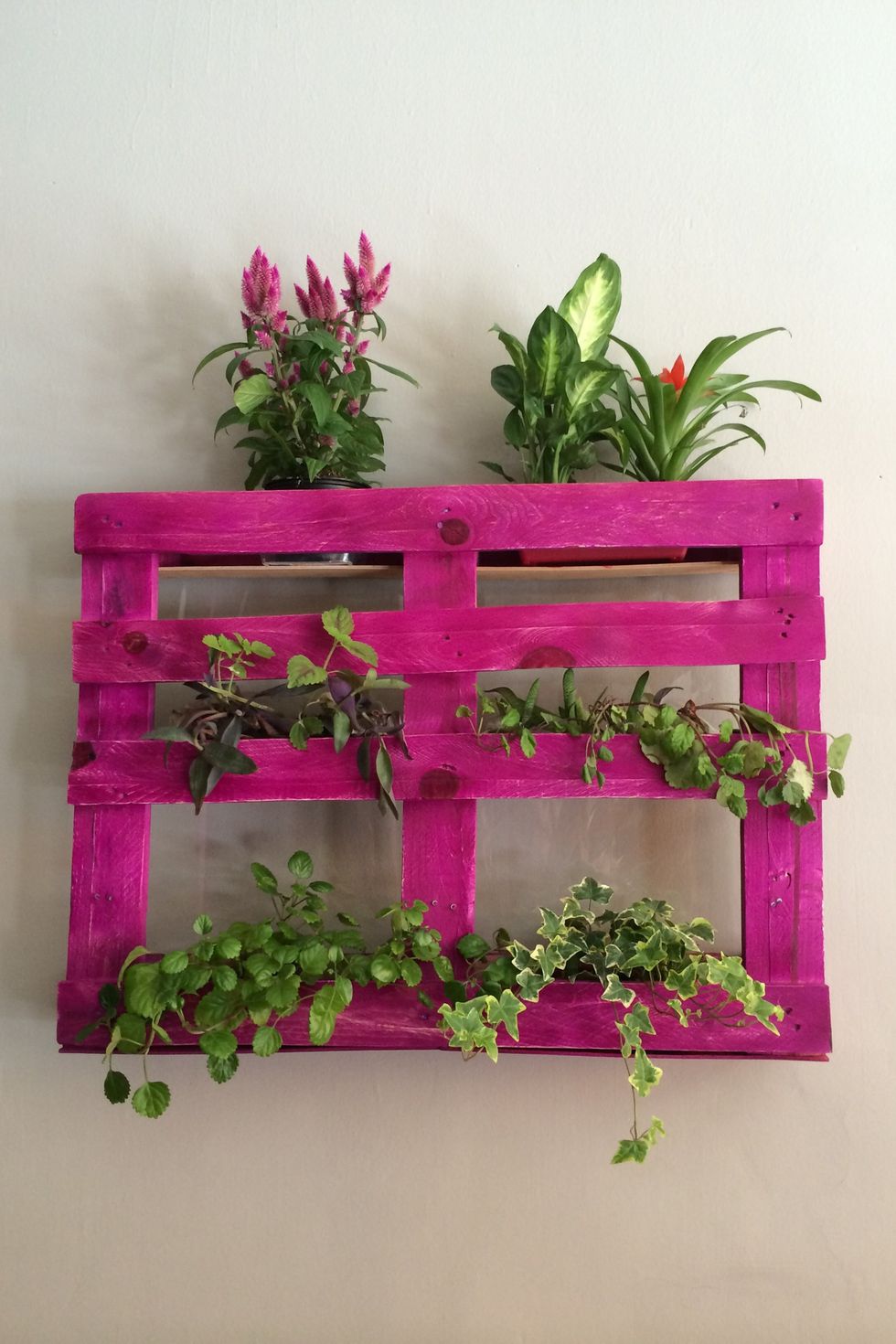 Elle Decor plants-on-pink-shelf-mounted-on-wall-at-home-royalty-free-image-677144299-1552927597.jpg