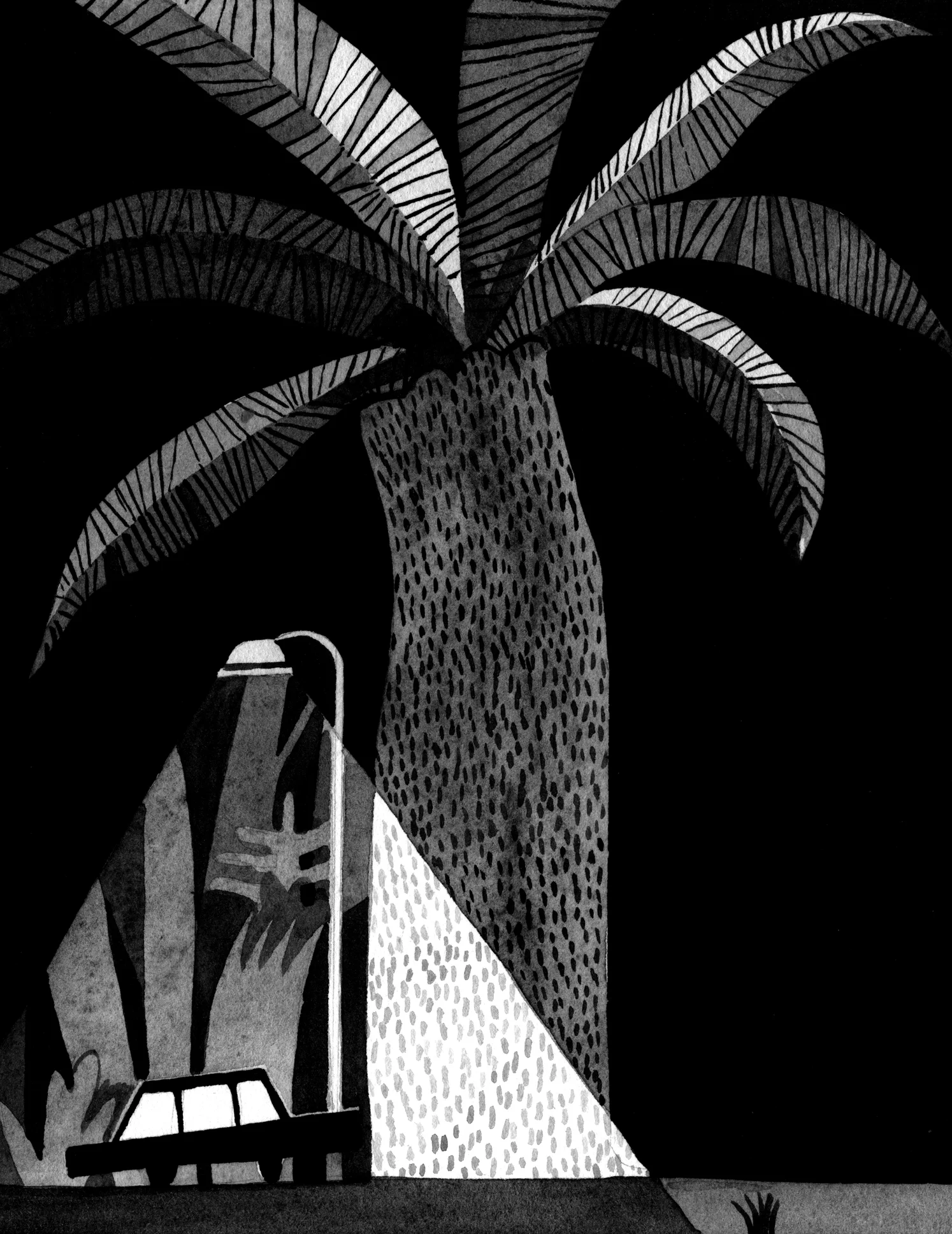 palm tree and car.jpg