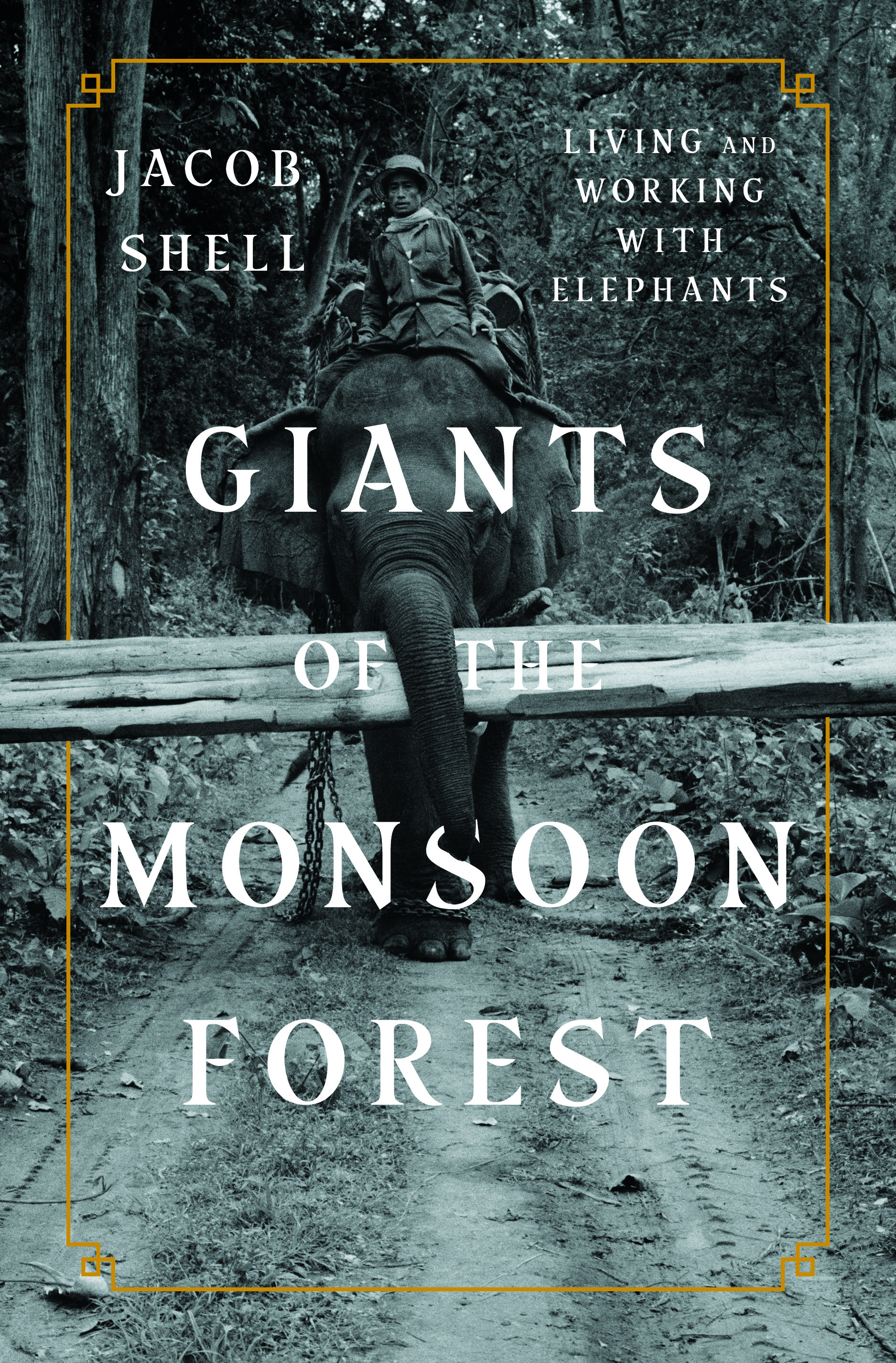 Giants of the Monsoon Forest | Jacob Shell