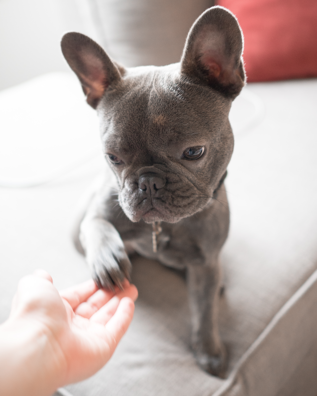 NewPuppyTips.png