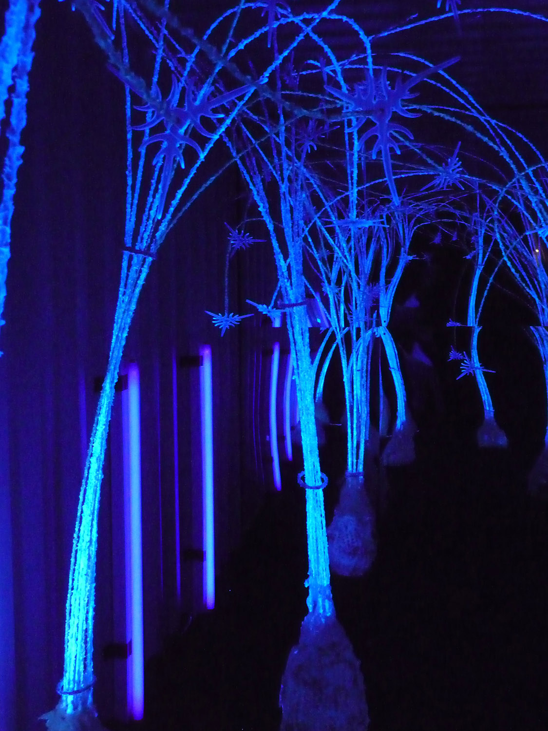 Forest, view 2