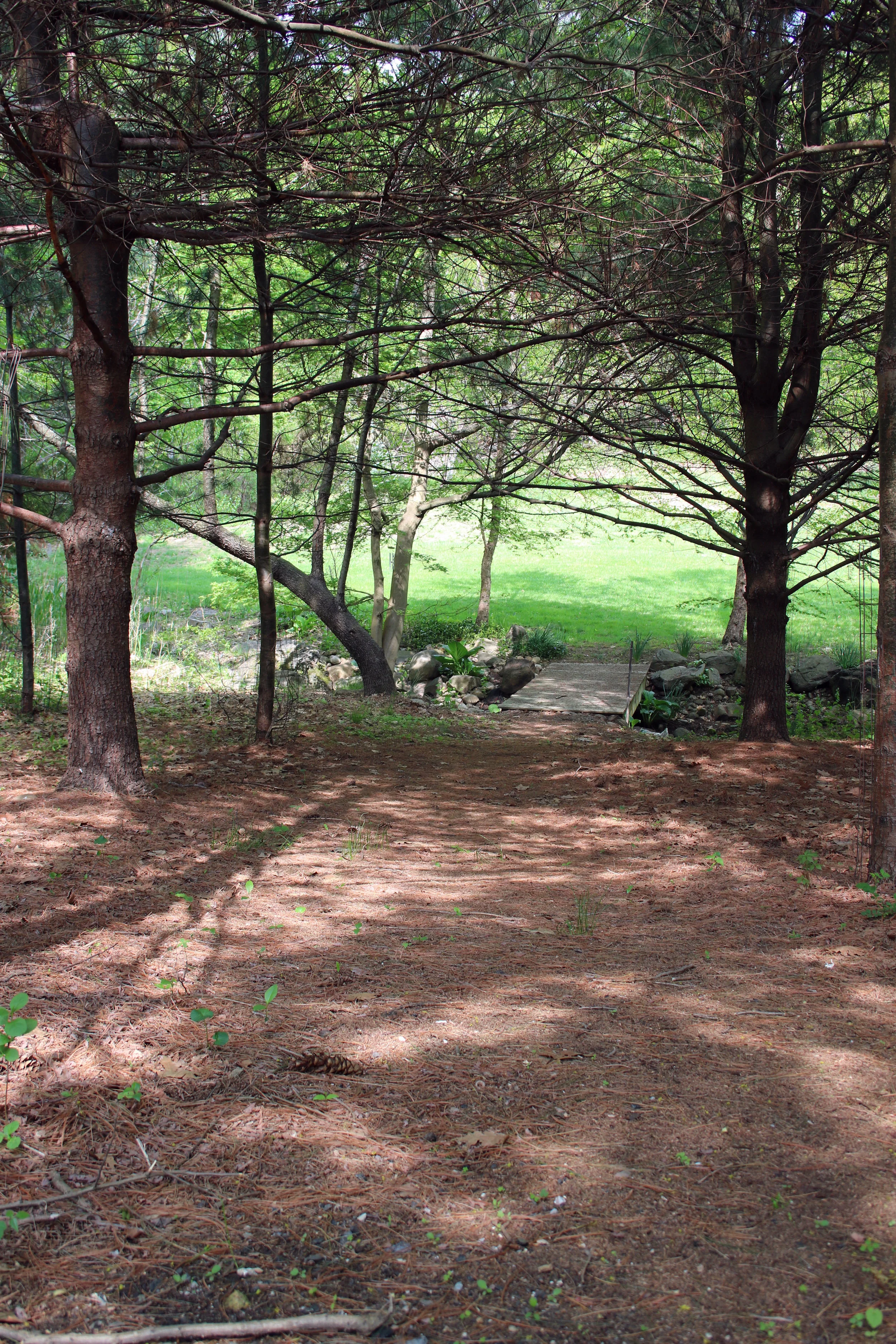 PineWoods_1610.jpg