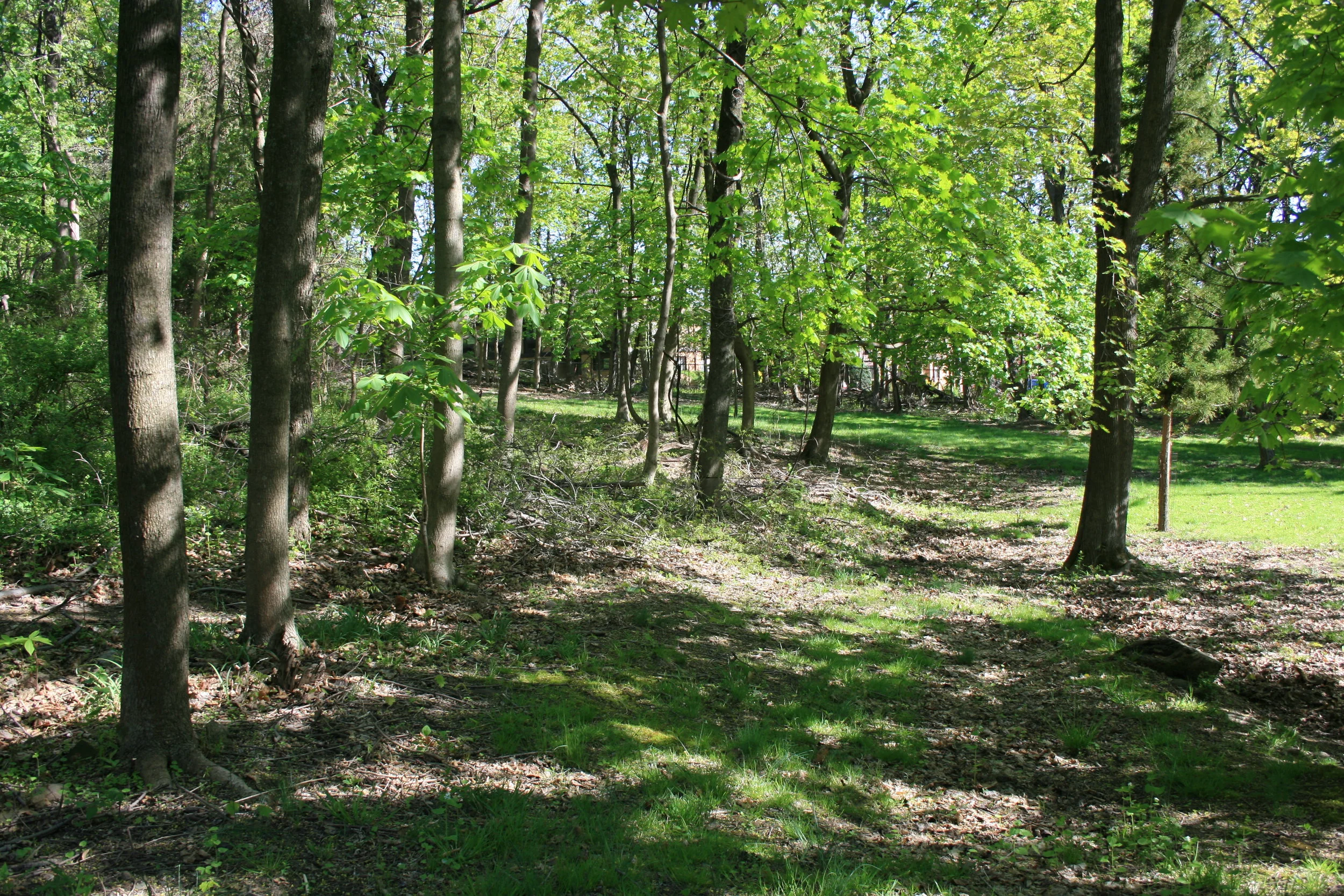DouglasHouseWoods3-5:13.JPG