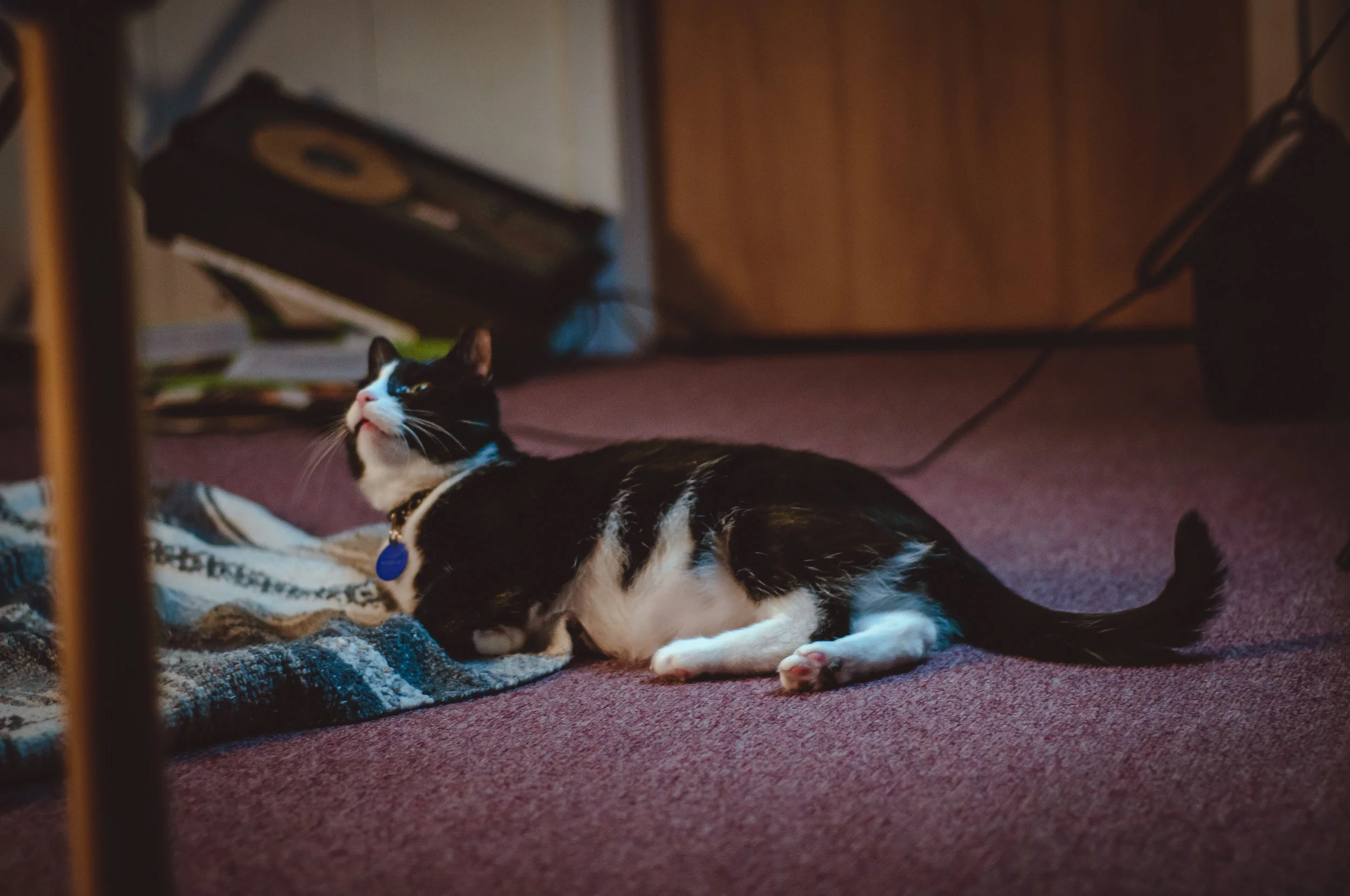 oliver_catshoot_march2619-11.jpg