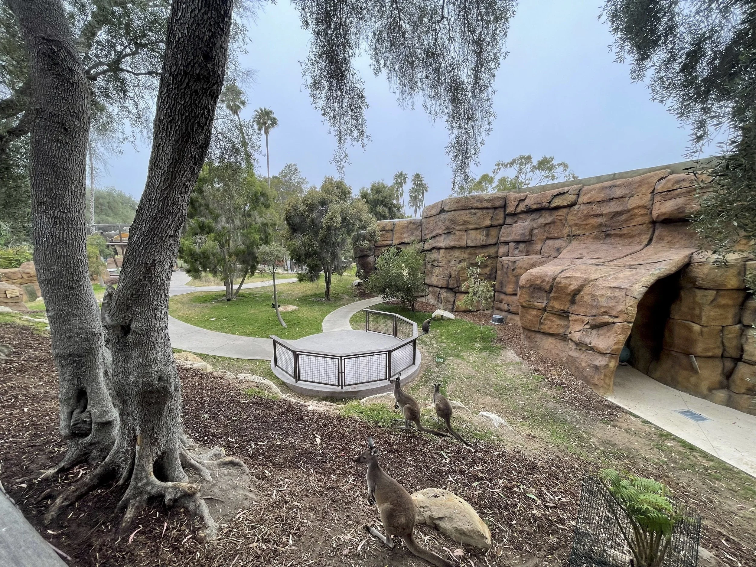 SB Zoo Walkabout-01.jpg