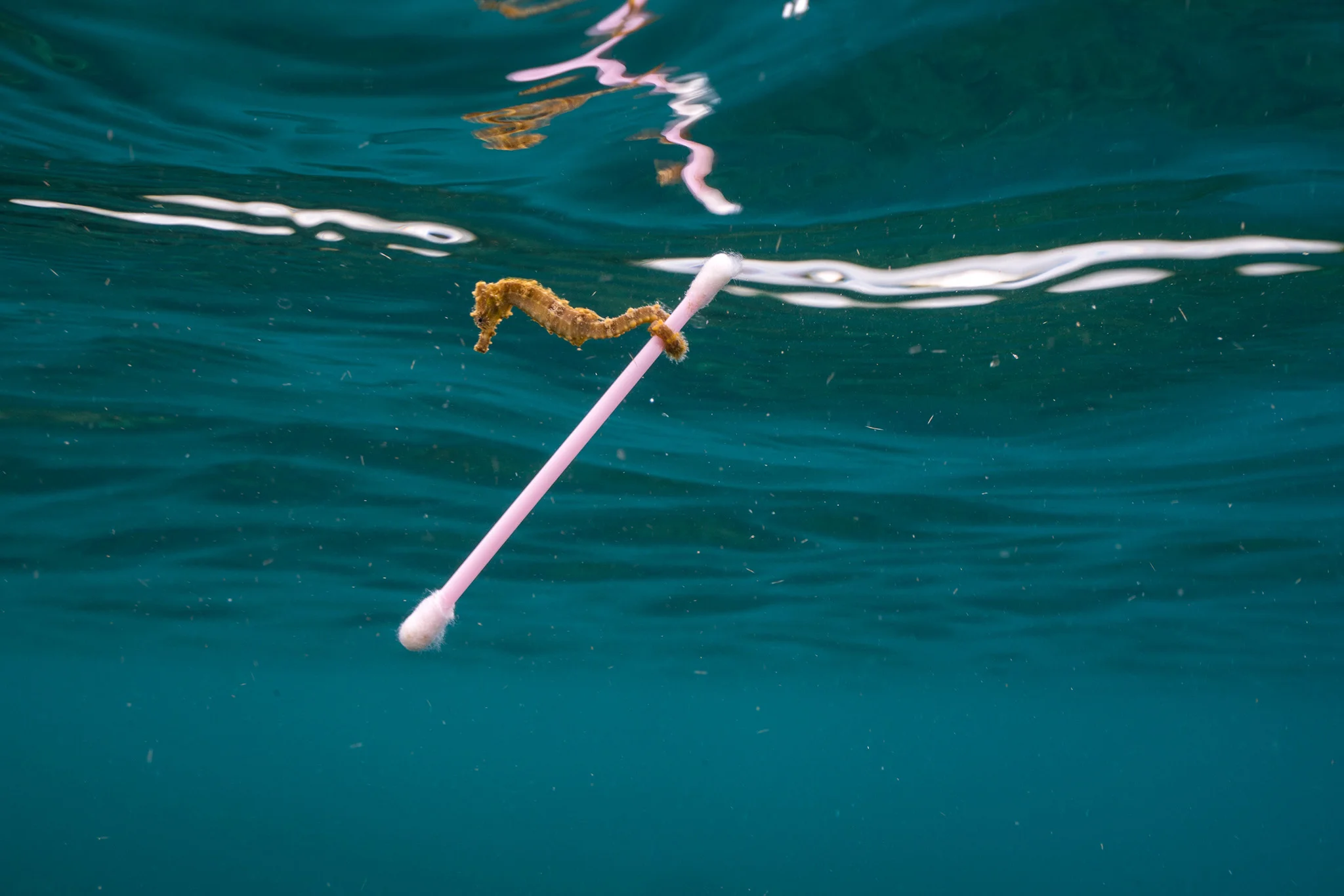A small estuary seahorse, Hippocampus kuda , drifts in the polluted waters near Sumbawa Besar, Sumbara Island, Indonesia. JUSTIN HOFMAN