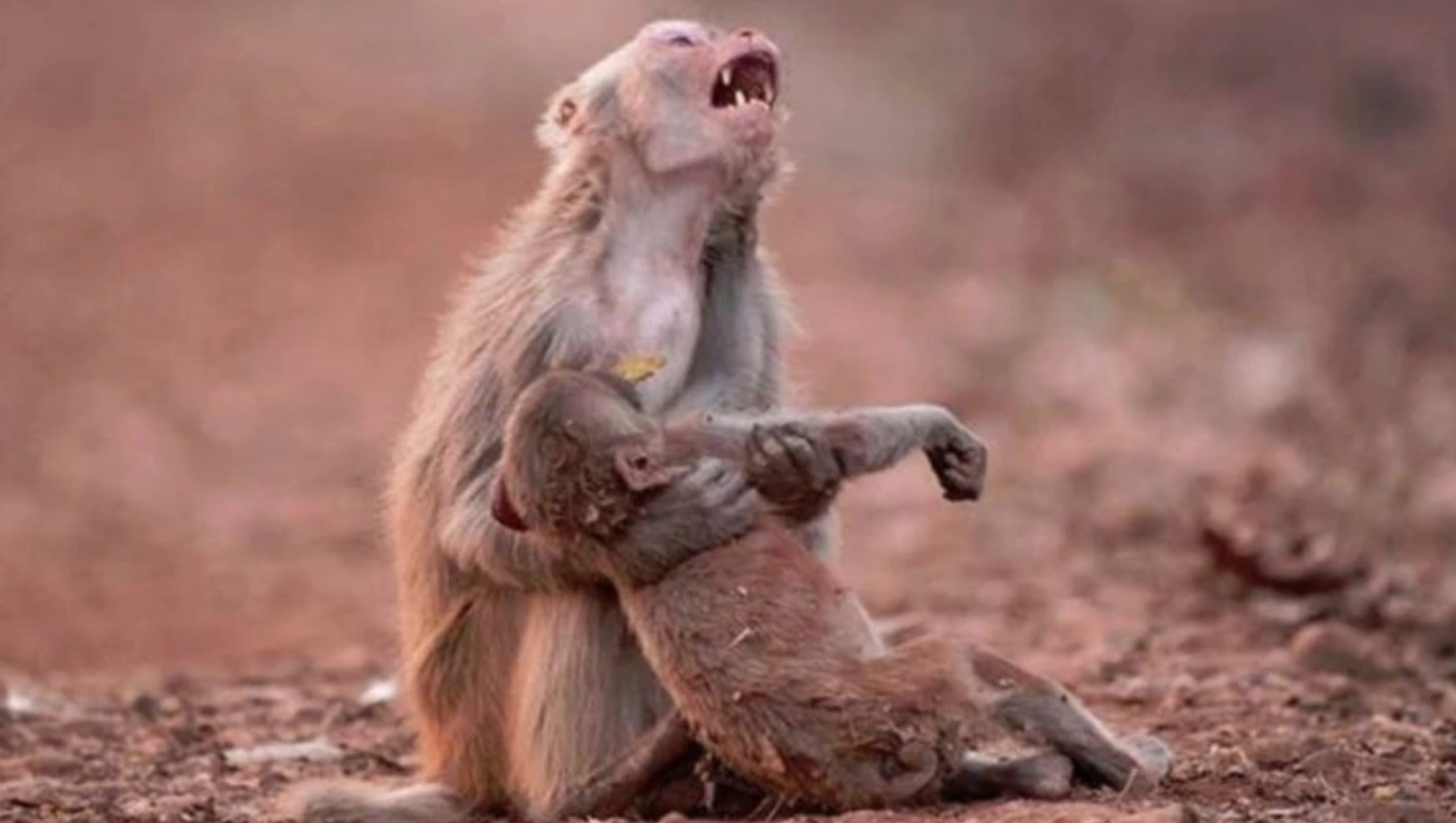 Monkey holding her unconscious baby Photo Credit: Avinash Lodhi