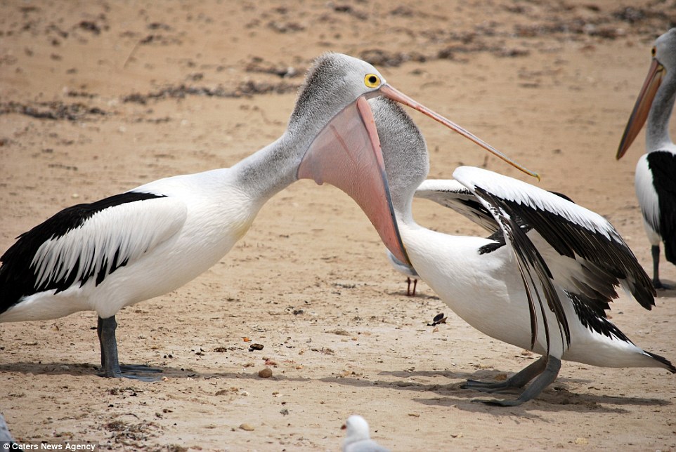 Pelican Profanity Party