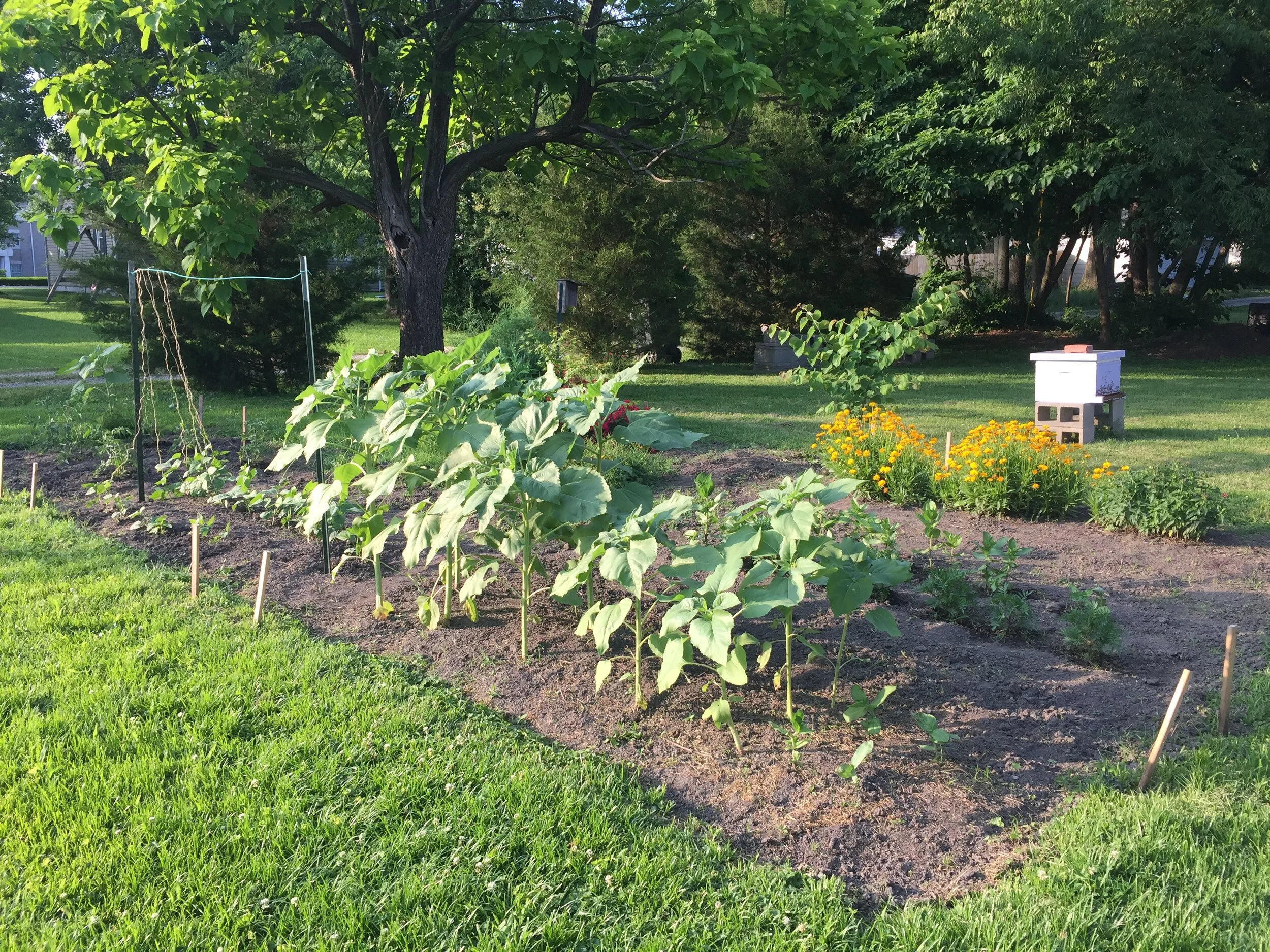 2020 Victory Gardens