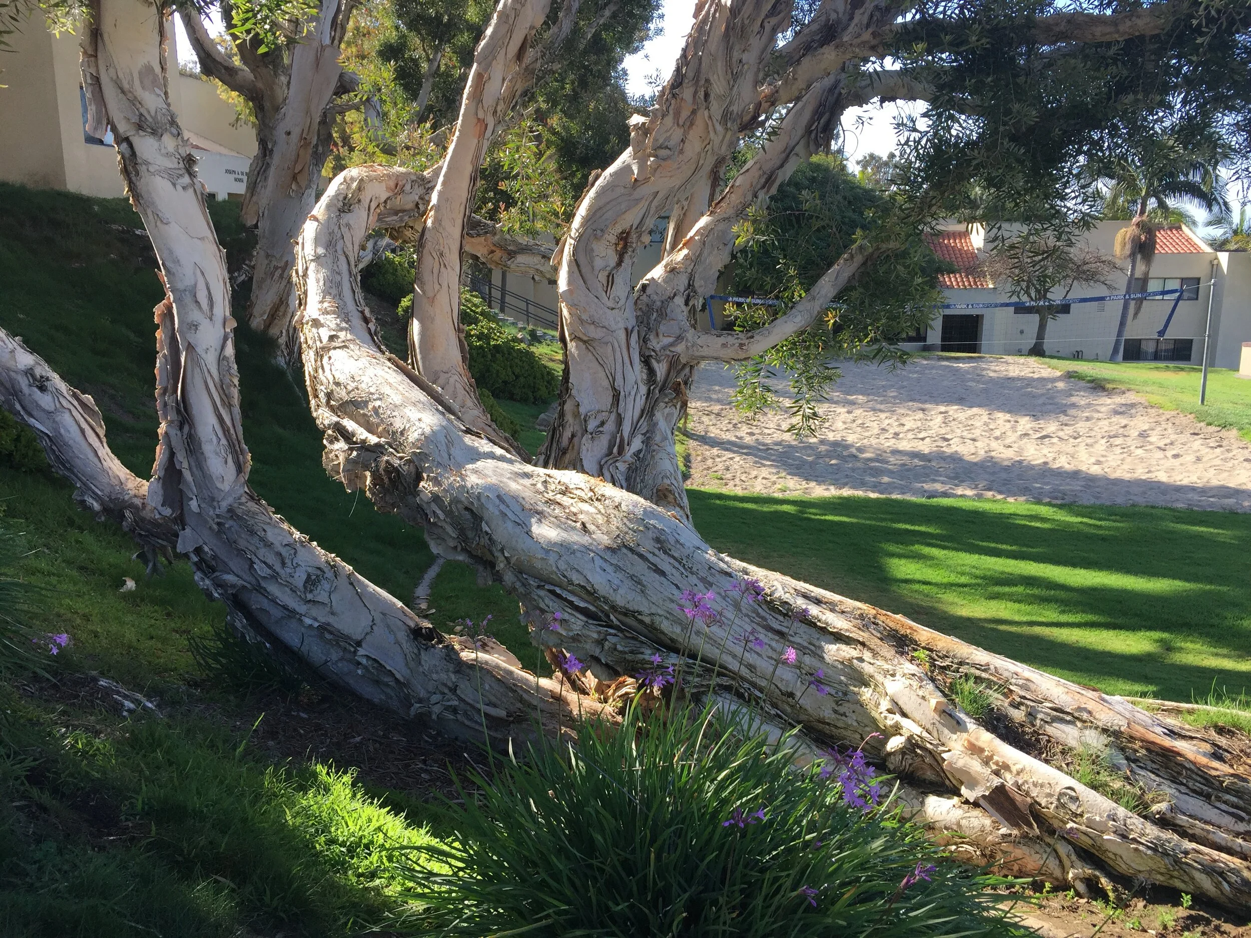 When Plan B Becomes Plan A