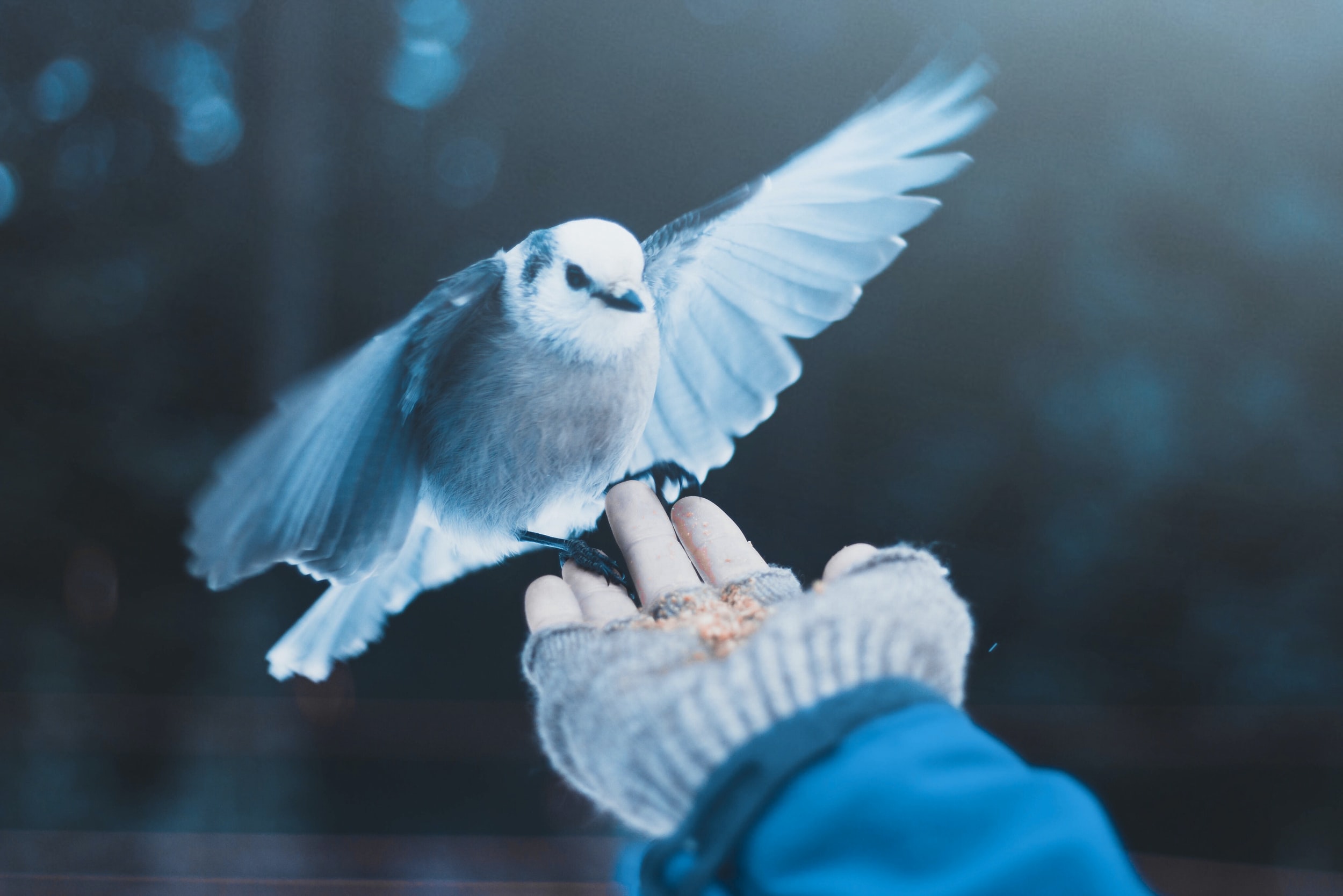 A Joyful Sacrifice for Sin