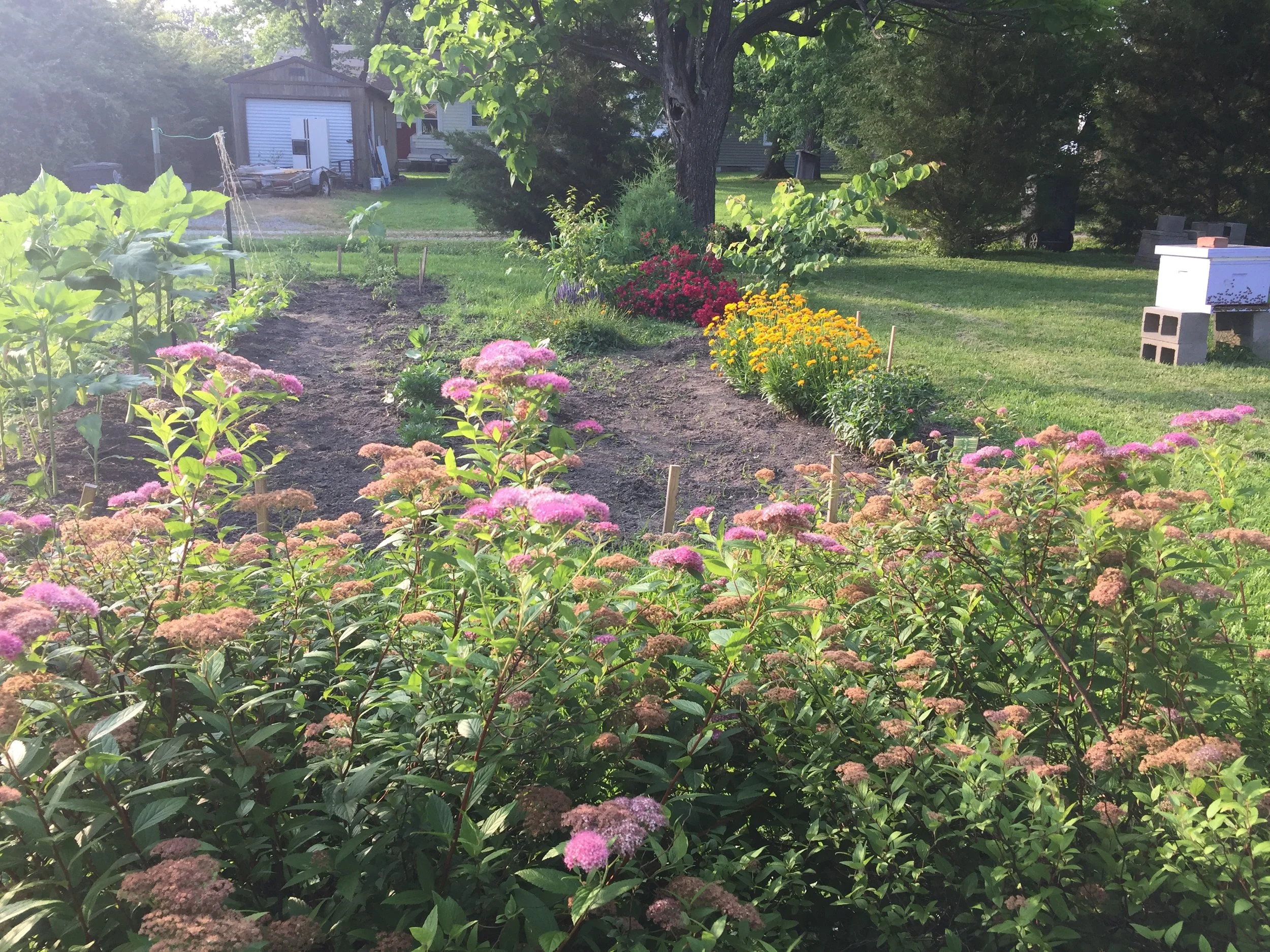 Gratitude: Late Summer Garden