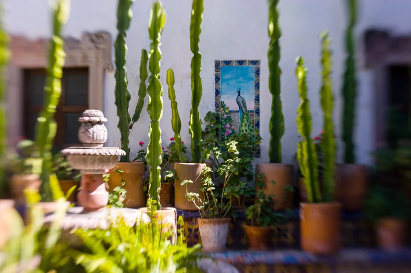 3 weeks in San Miguel de Allende, Mexico!