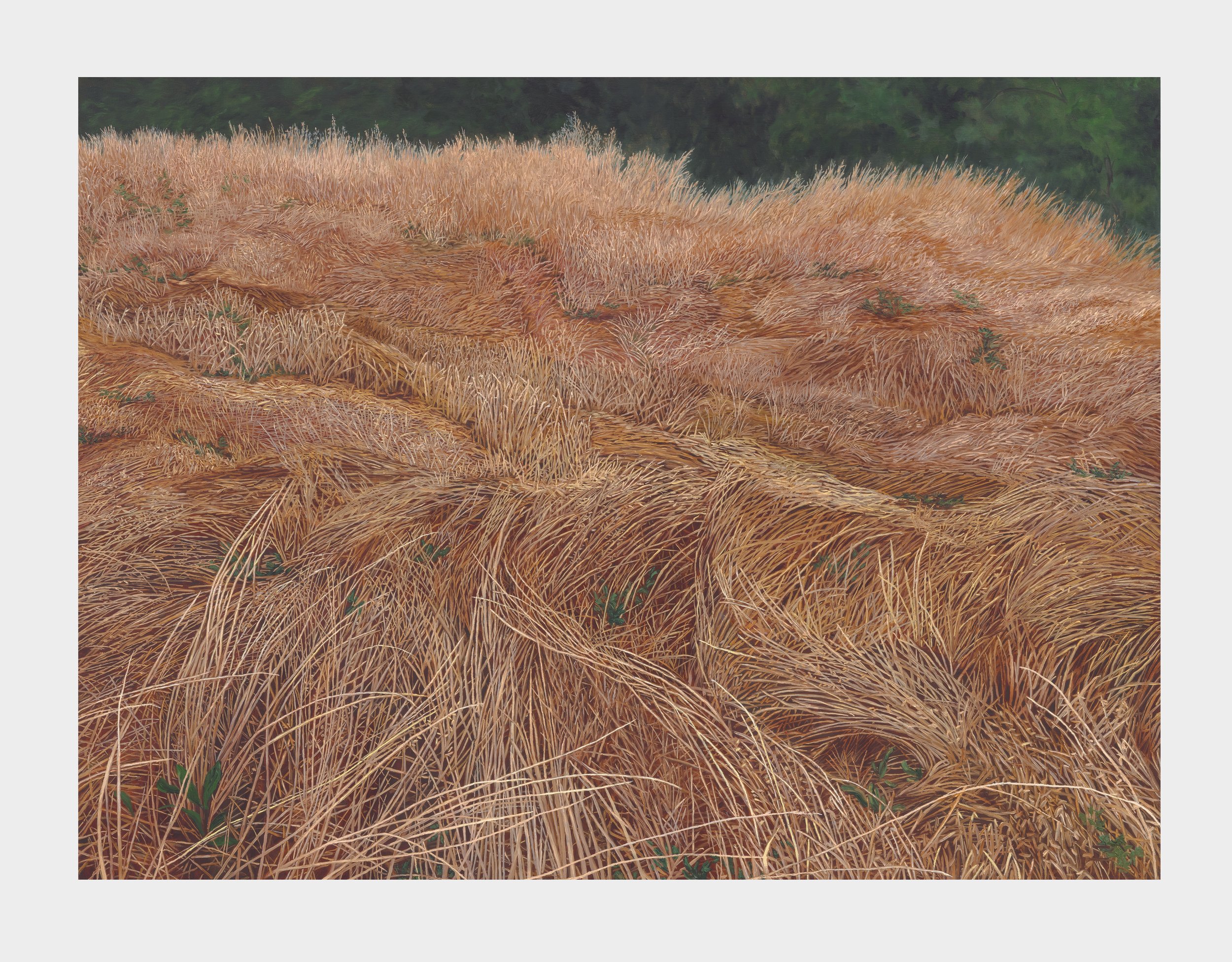 Field Study