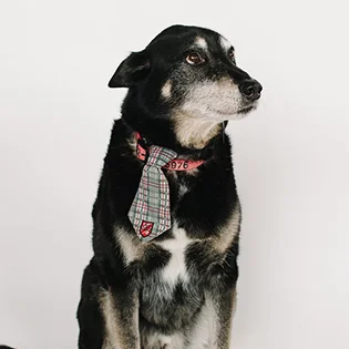 Elvis | Rusty's Assistant