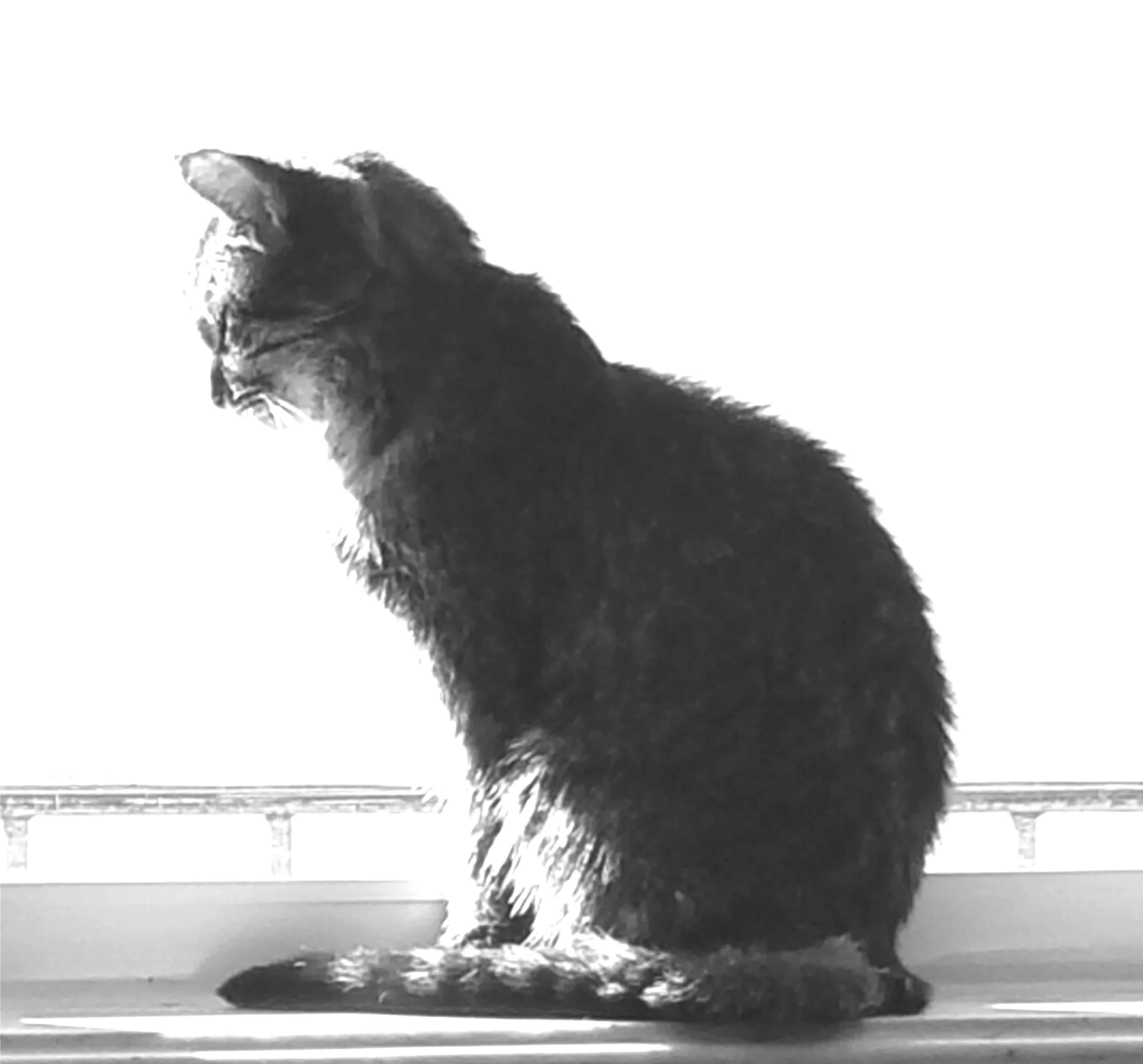 My fur baby, MIssy.