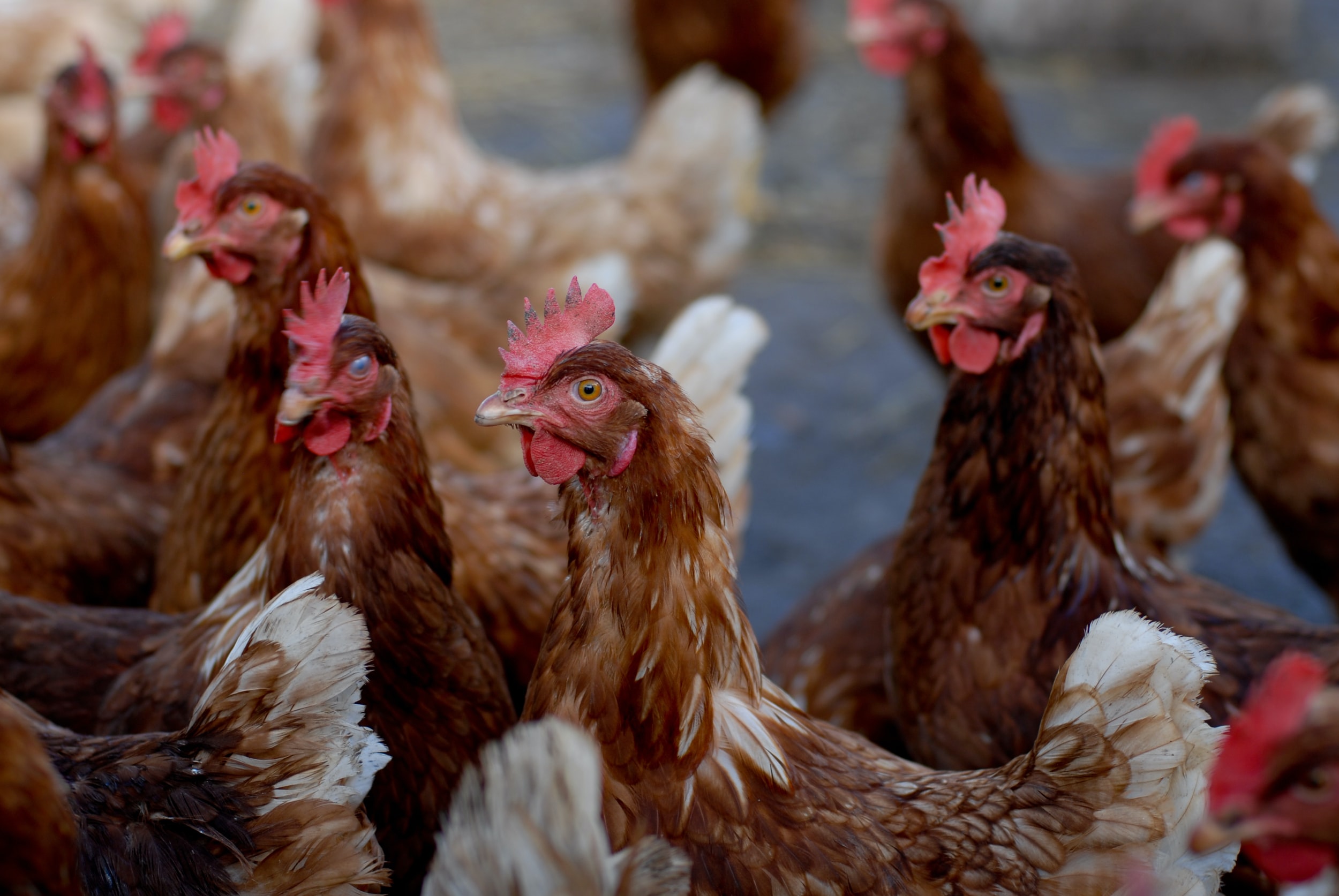 READ: NIH - Avian Influenza Prevention Part 1 of 2