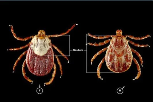READ: CDC Diagnosis and Management of Tickborne Rickettsial Diseases