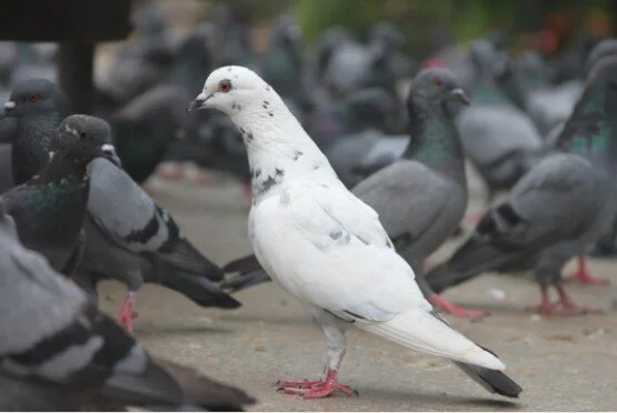 READ: OSHA - Guidance Update on Protecting Employees from Avian Flu Viruses (Part 1 of 2)