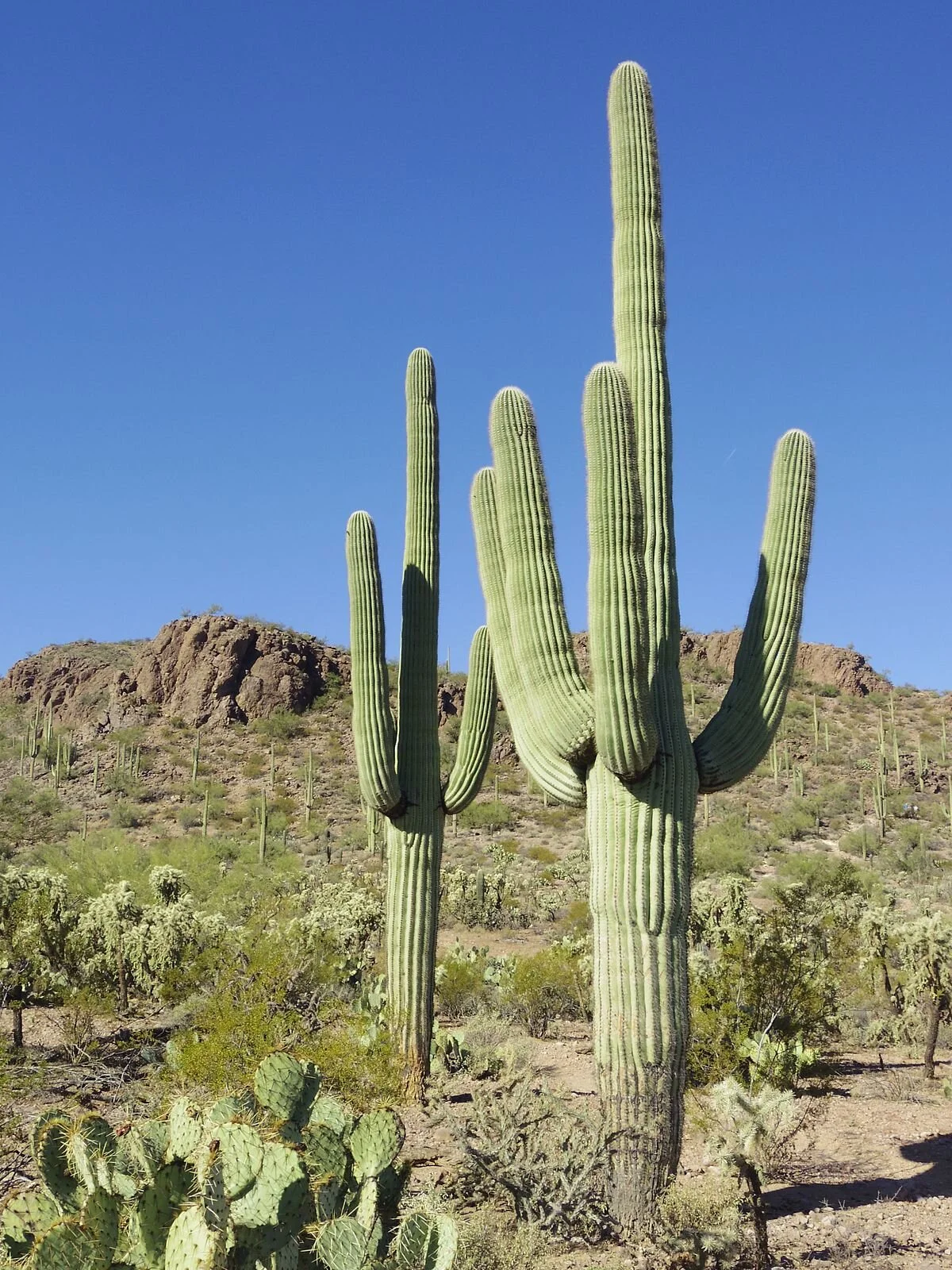 READ: ATSDR Health Consultation Gila River, AZ