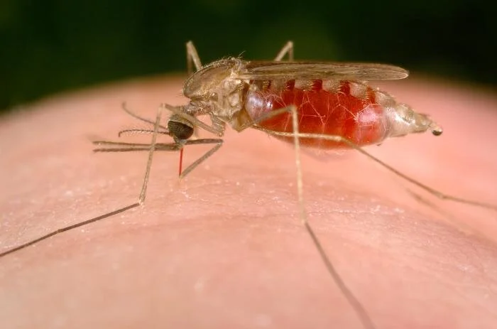 READ: Malaria Exposure and Transmission Explained
