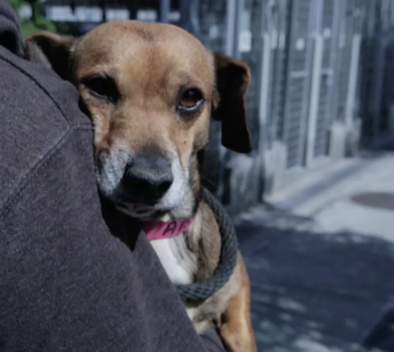 truecar "dogs in cars"