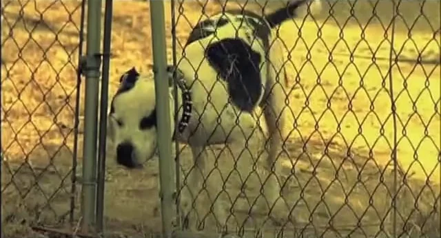 Adidas “Running of the Bulls”