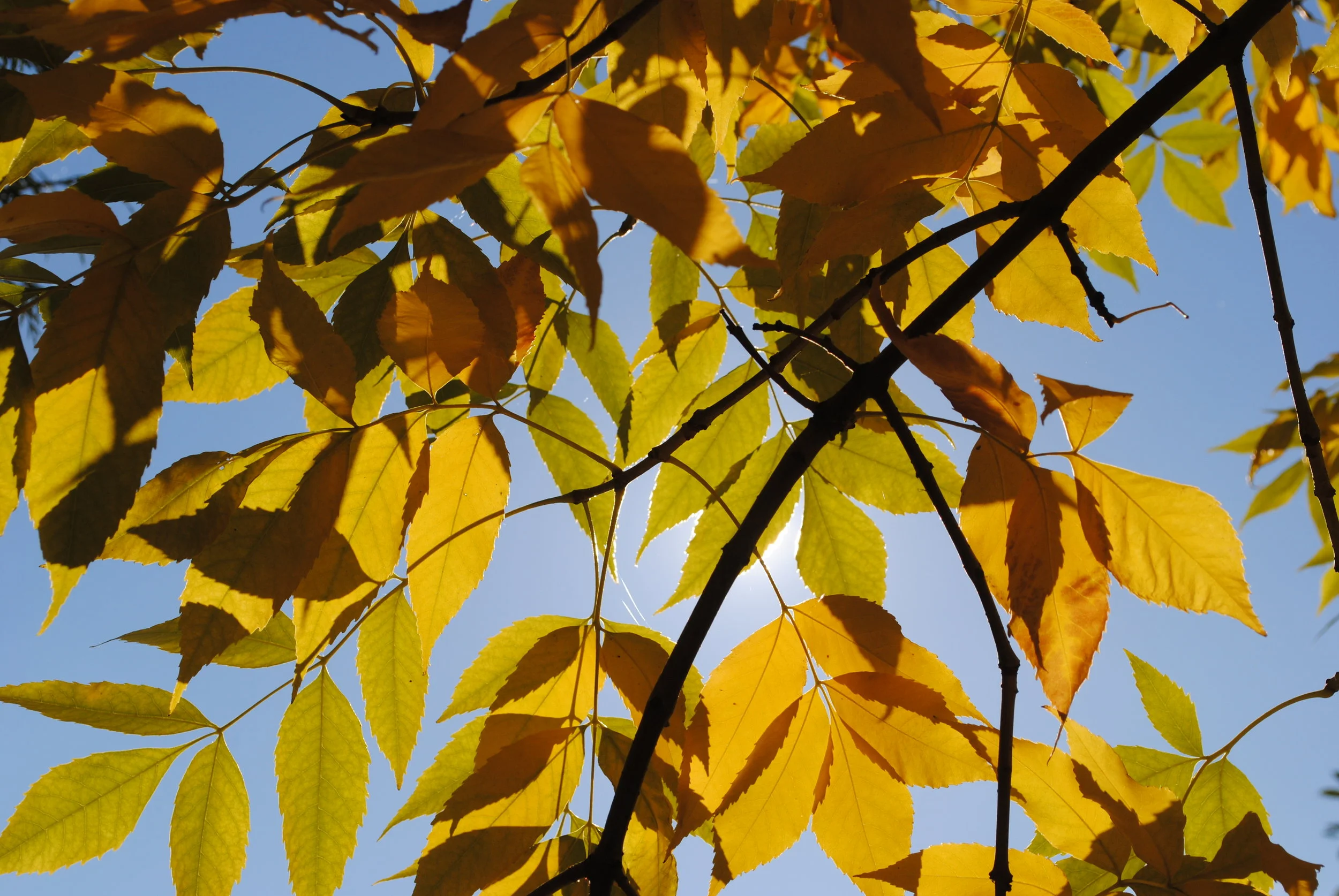DSC_0039.JPG
