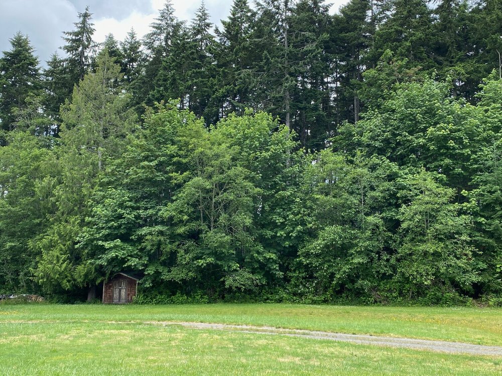 The trees clap their hands — Stephen Crippen