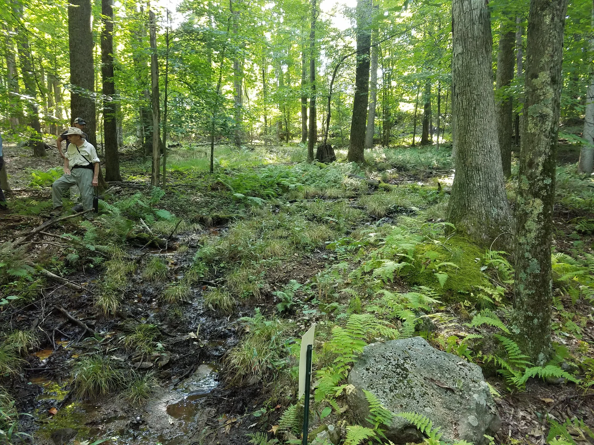 A surveyor along the bank of Swamp Run.