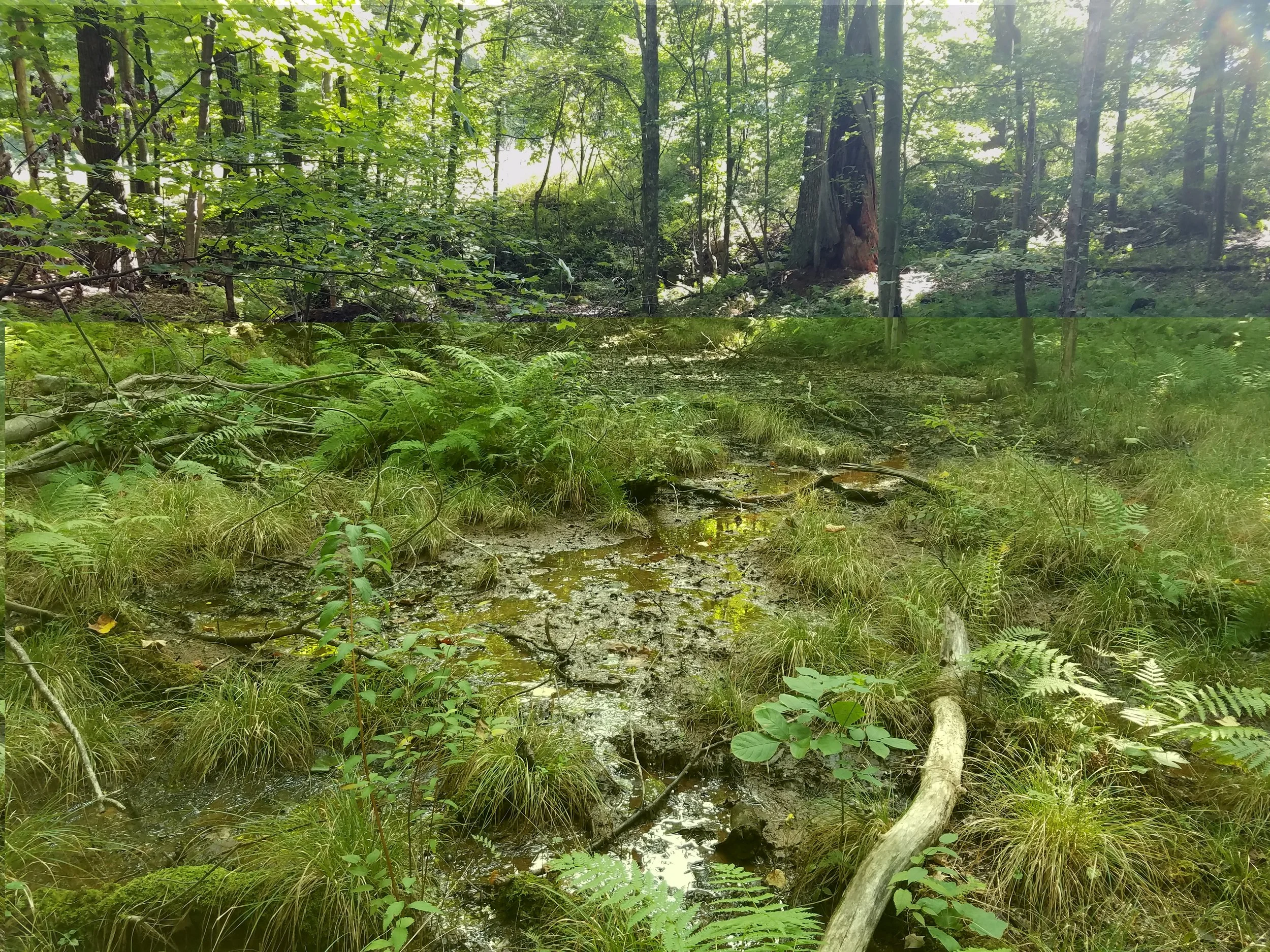 Wetland under forest canopy.