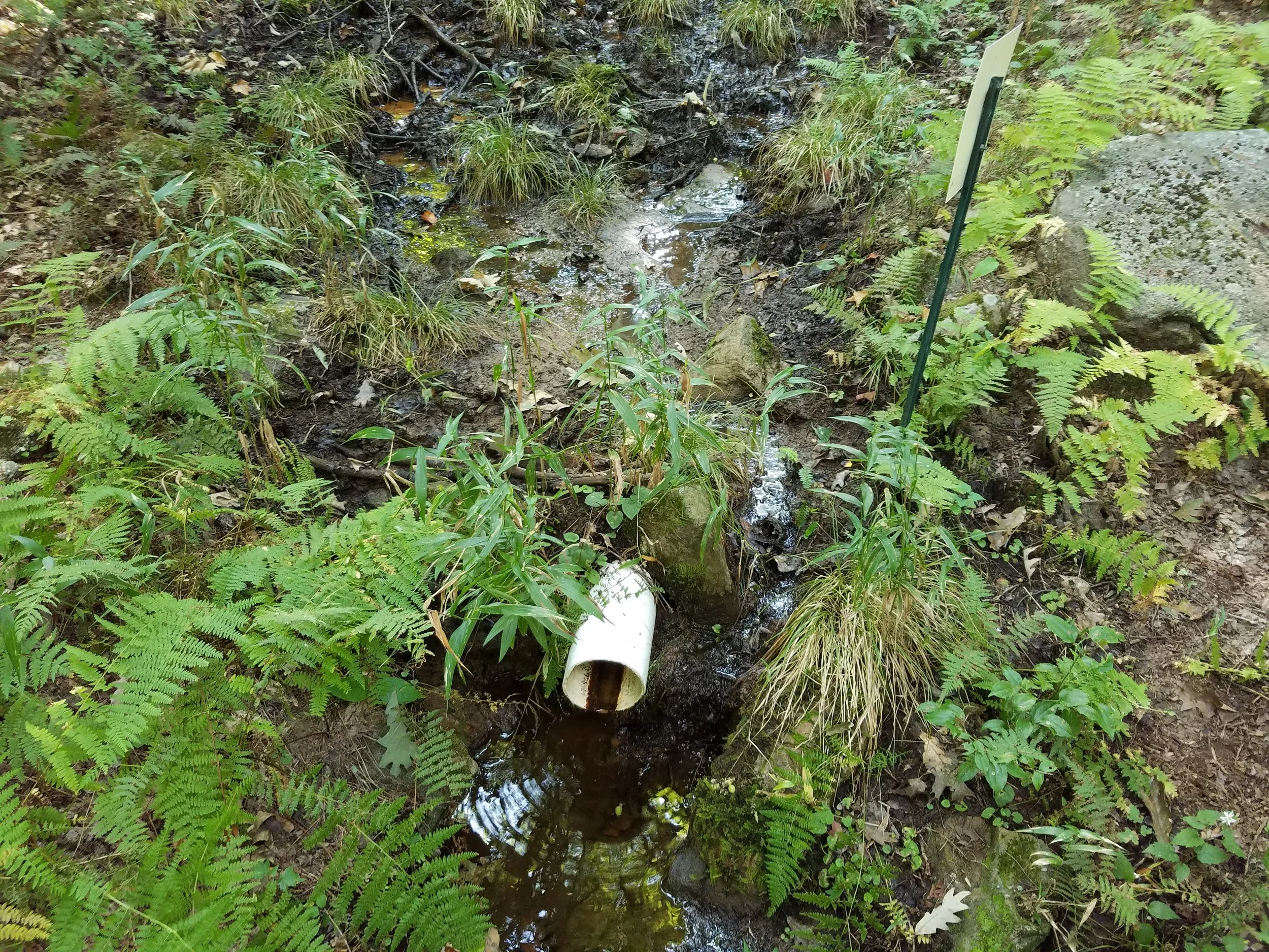 Hillside seep is fed through pipe.