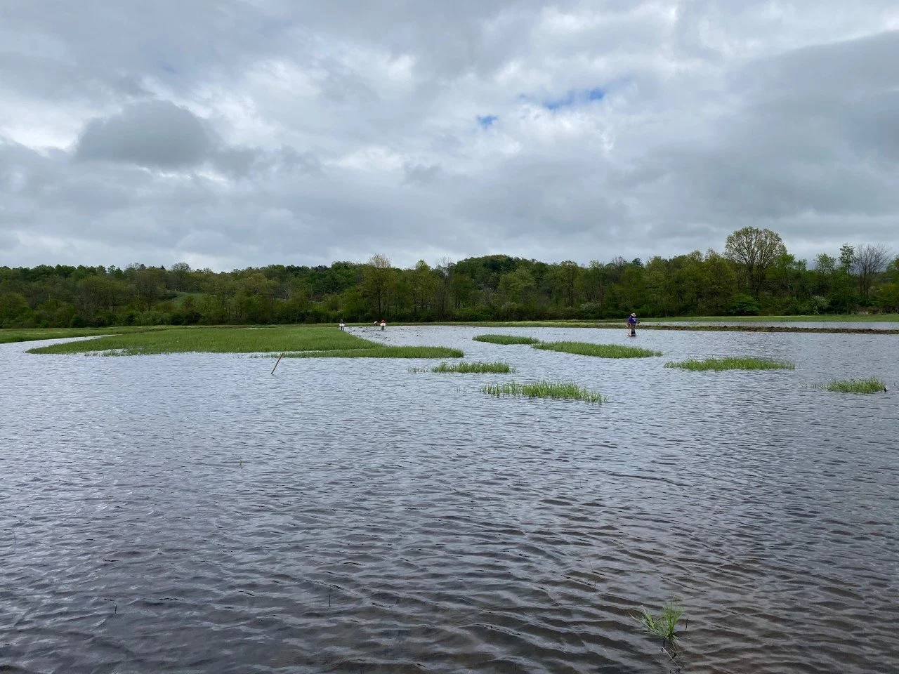 Planters in a wetland planting bald cypress.