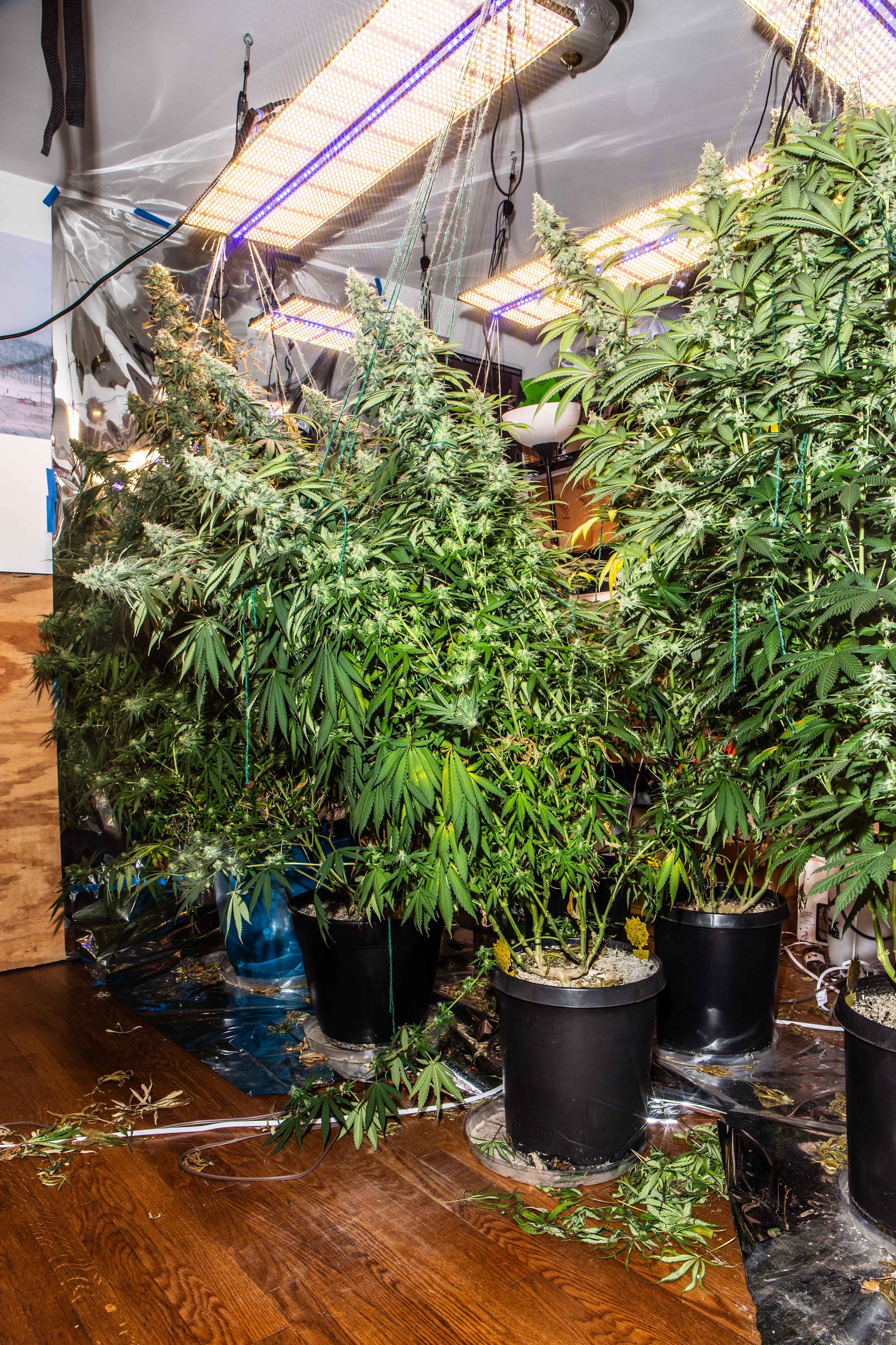 2026.01 - Cannabis - Proof-4458.JPG