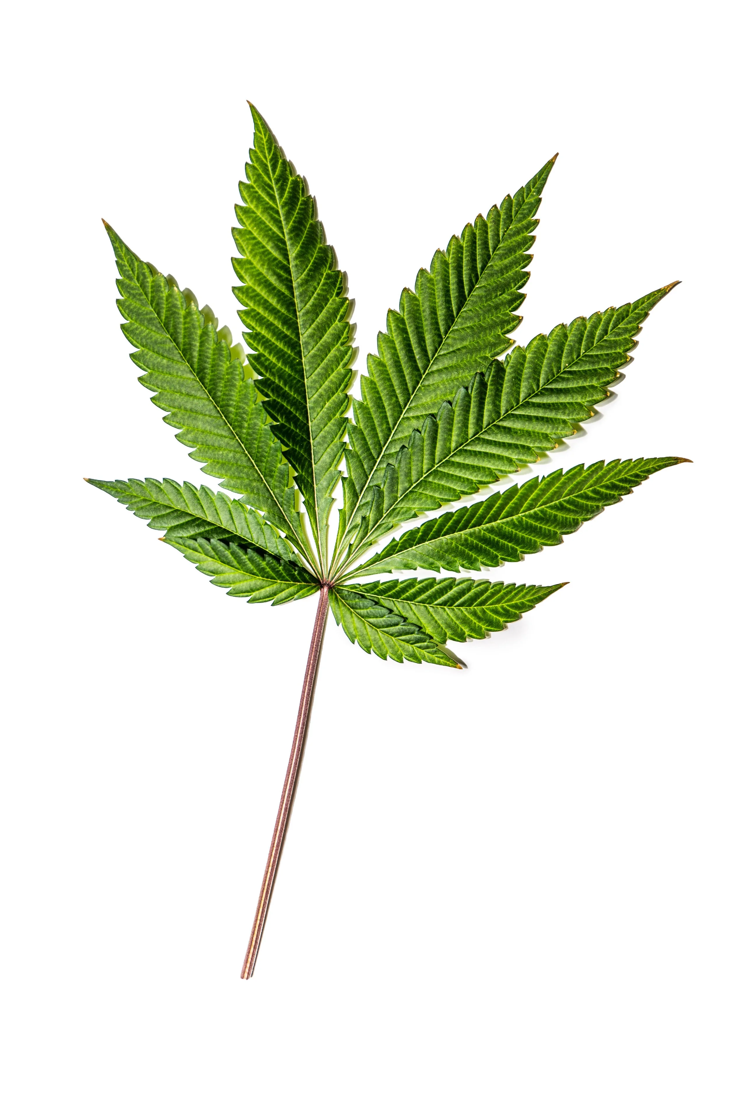 2026.01 - Cannabis - Proof--3.JPG