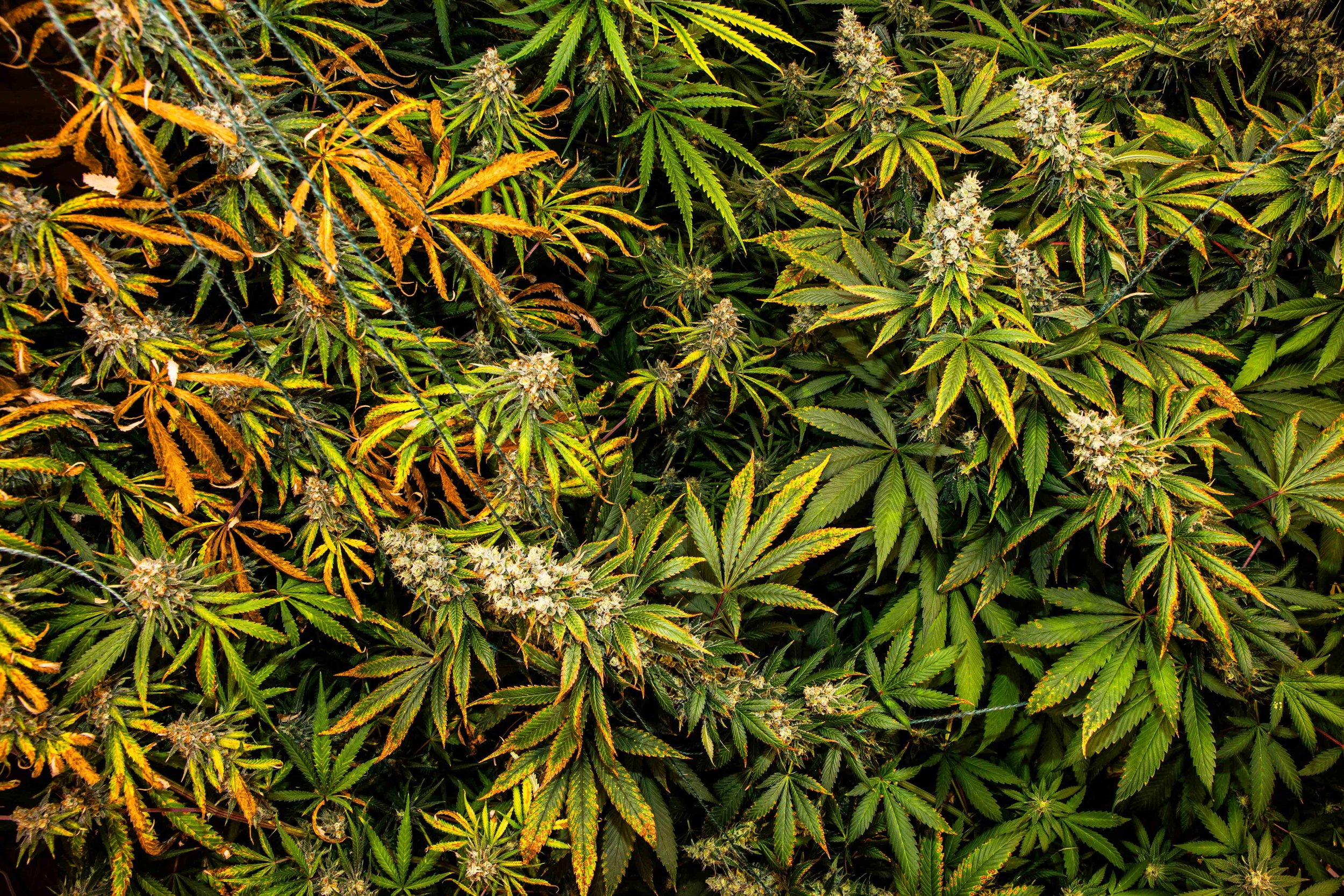 2026.01 - Cannabis - Proof-4555.JPG