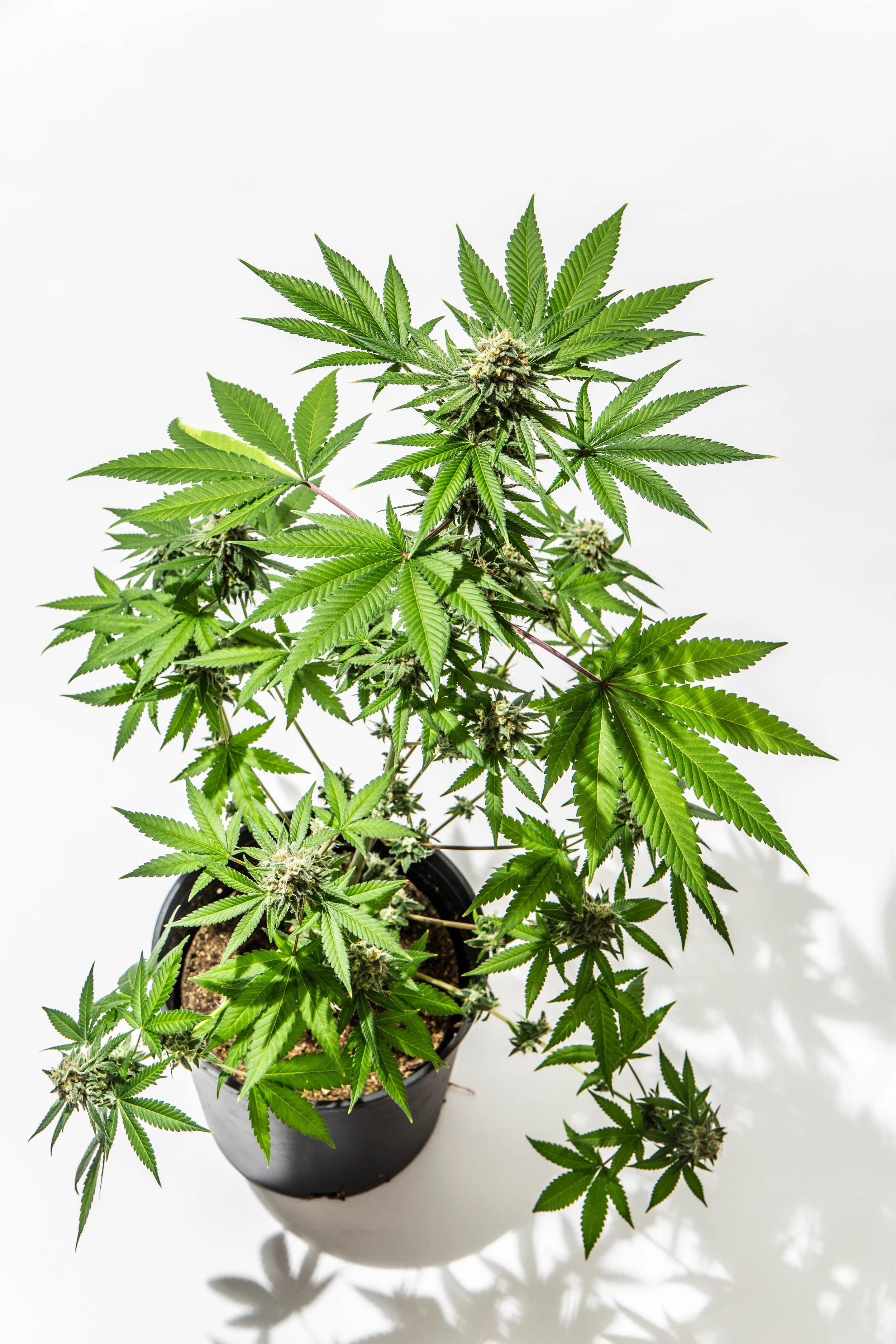 2026.01 - Cannabis - Proof-9665.JPG