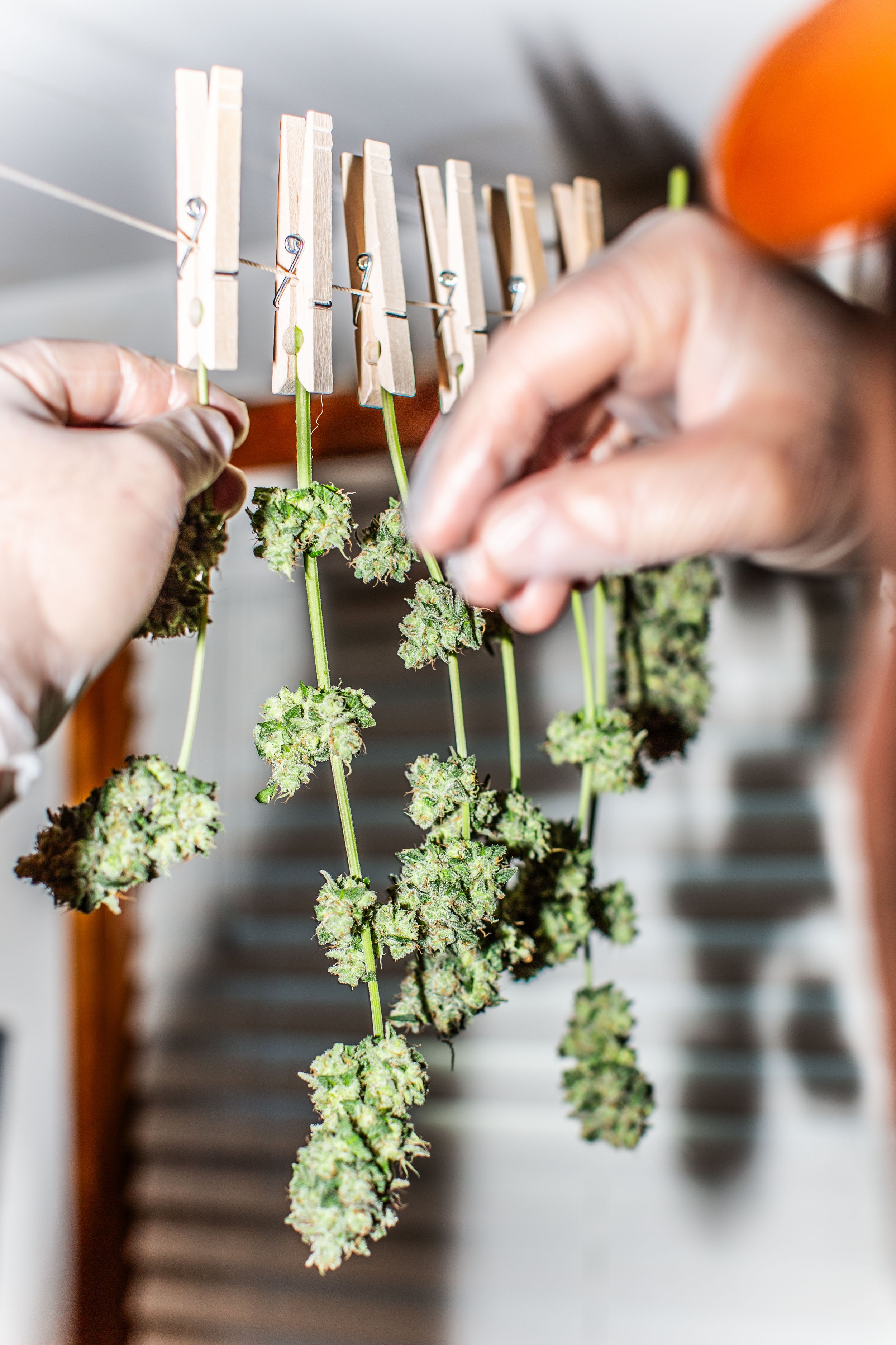 2026.01 - Cannabis - Proof-9605.JPG