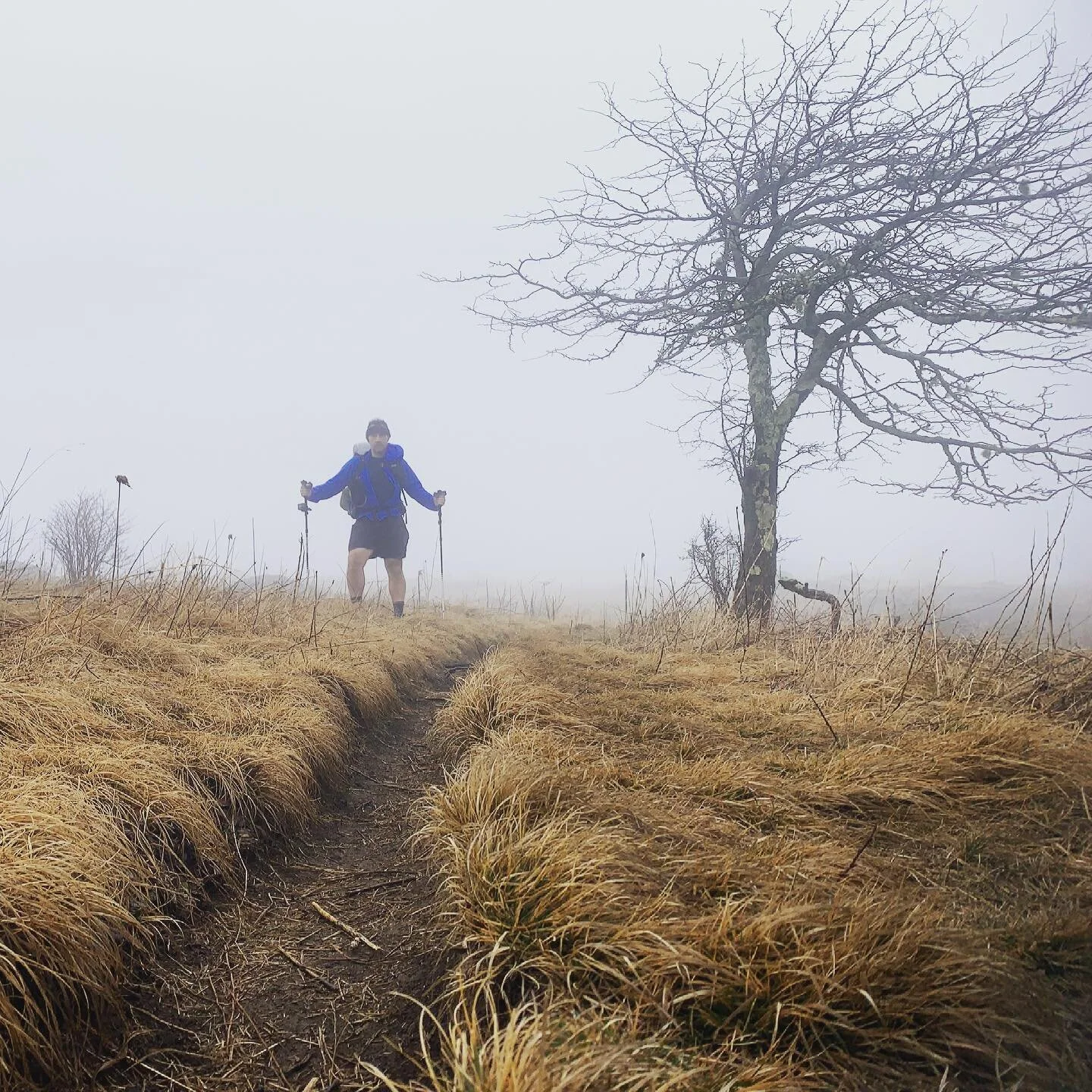 I can&rsquo;t capture in picture or word how special this day was. The color palette all rich browns, blacks, and some silver as dew clings to the barren trees. Day 10 of 30 on the #appalachiantrail in the Roan Highlands traversing the many beautiful