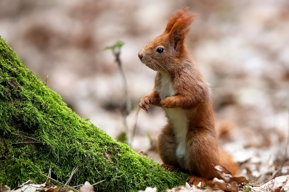 red-squirrel-in-the-forest-PLED9AP.jpg