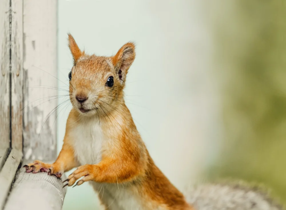 cute-squirrel-stay-staring-towards-the-camera-PYTTCXR.jpg
