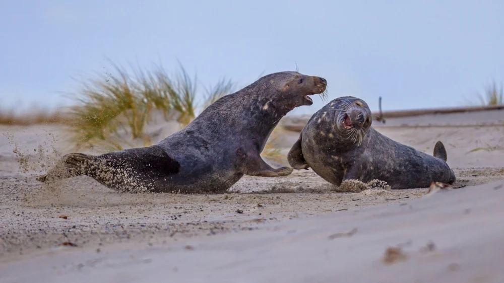 A pair of grey seal males fighting on the beach, despite the fact that they are the same species and should be working together toward a shared purpose.