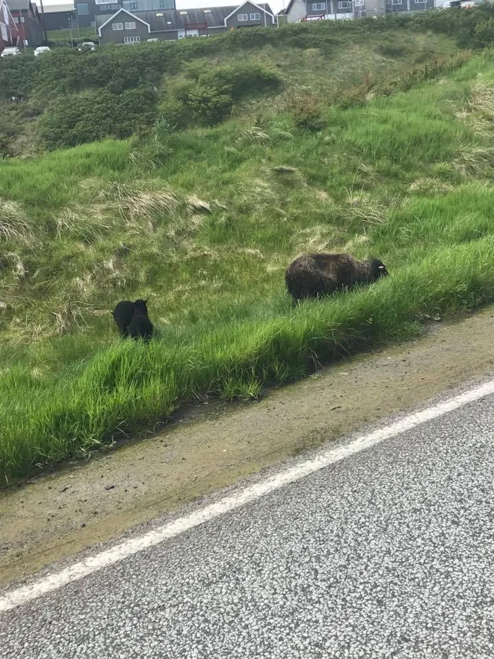 Sheep along the race route.